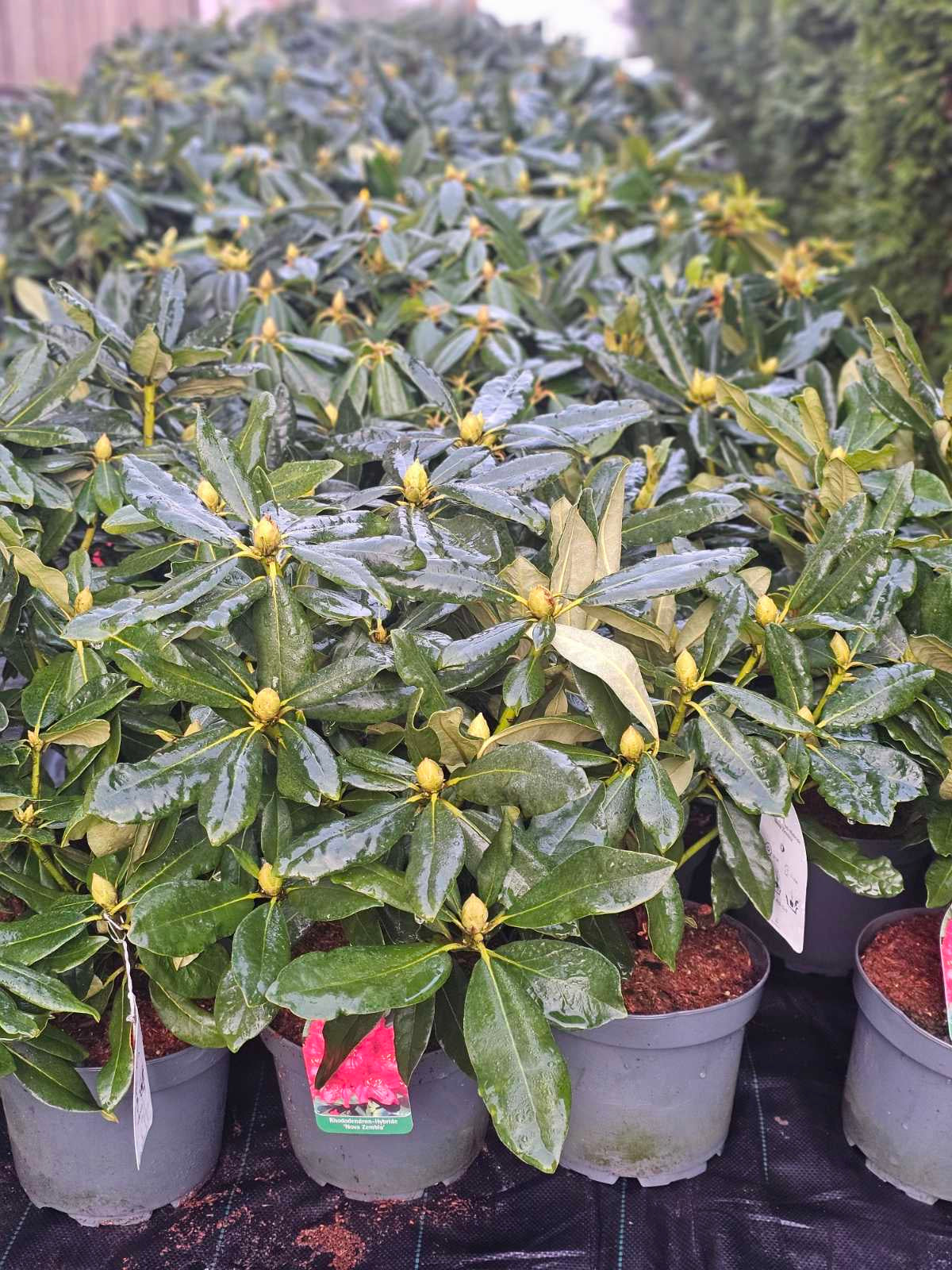 Rododendras (Rhododendron) 'Nova Zembla'