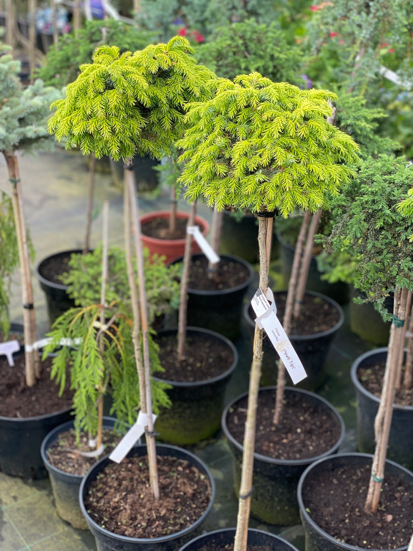 Eglė serbinė (Picea omorika) 'Peve Tijn' Pa