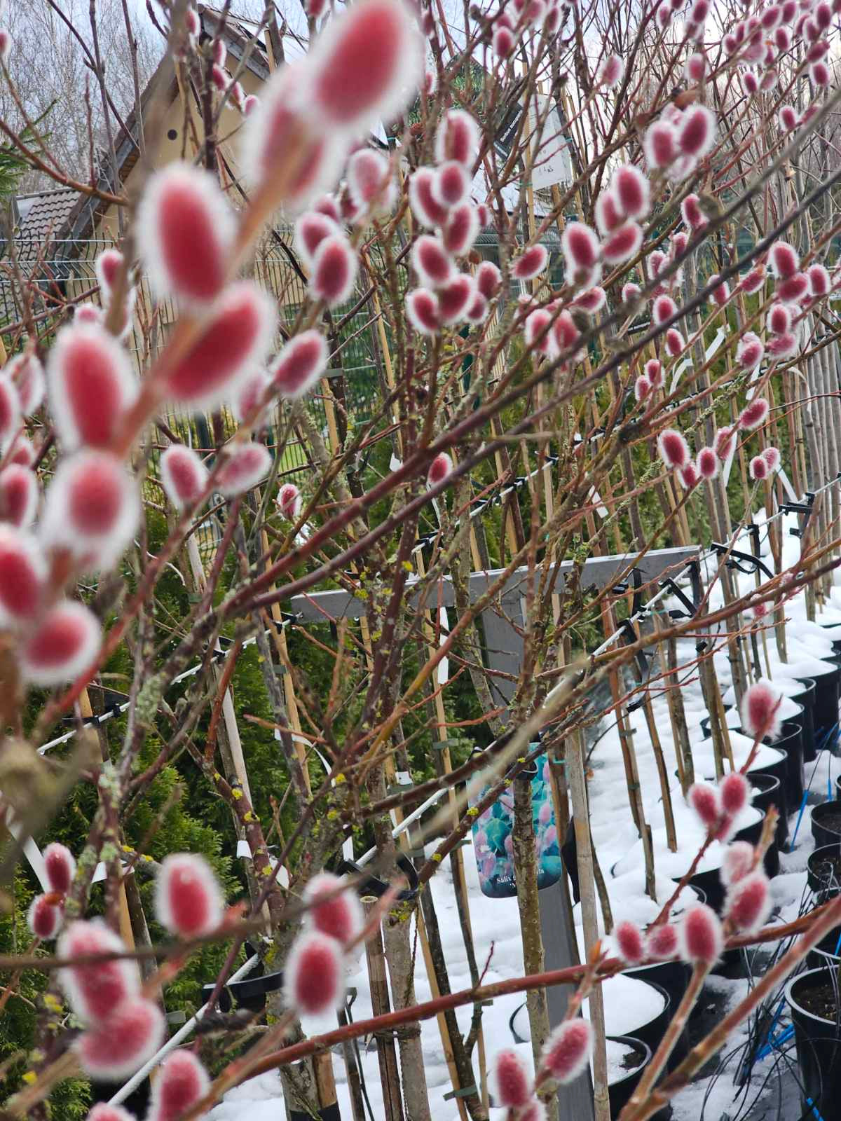 Gluosnis laibapurkis (Salix gracilistyla) 'Mount Aso'