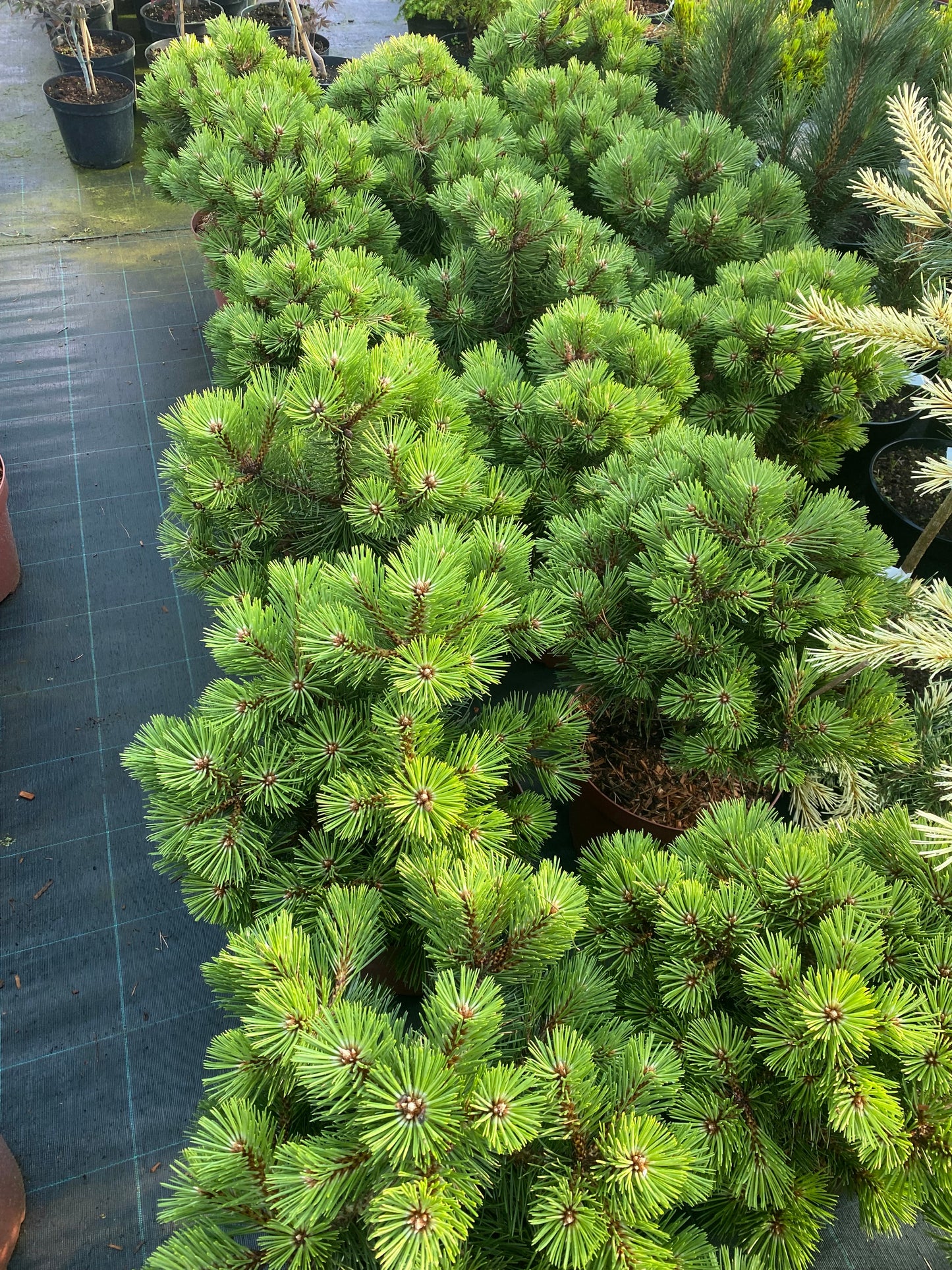 Pušis juodoji (Pinus nigra) 'Hornibrookiana'