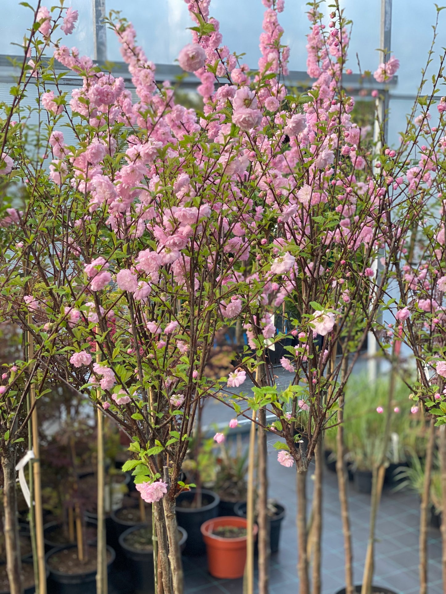 Migdolas triskiautis (Prunus triloba)