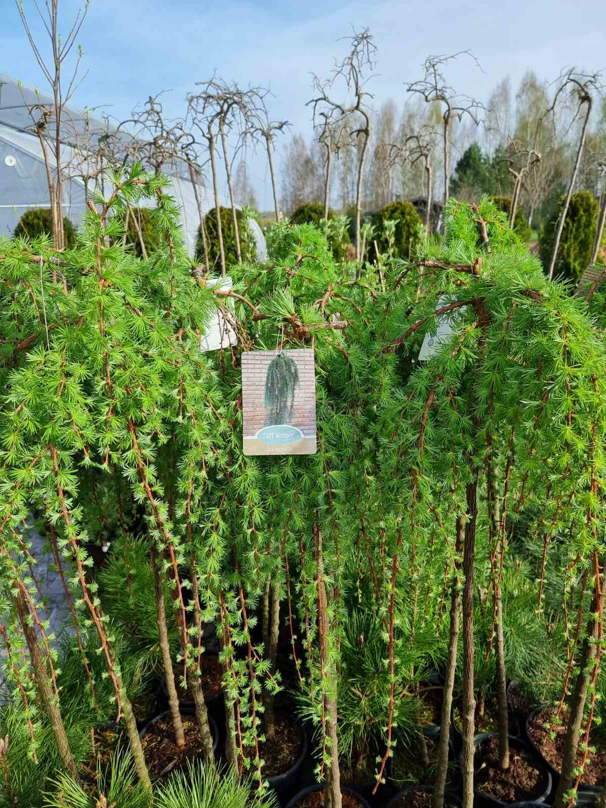 Maumedis japoninis (Larix kaempferi) 'Stiff Weeper' Pa