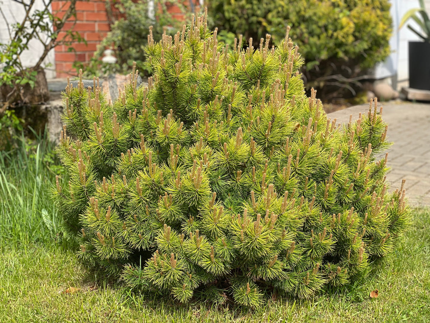 Pušis kalninė (Pinus mugo) 'Winter Gold'