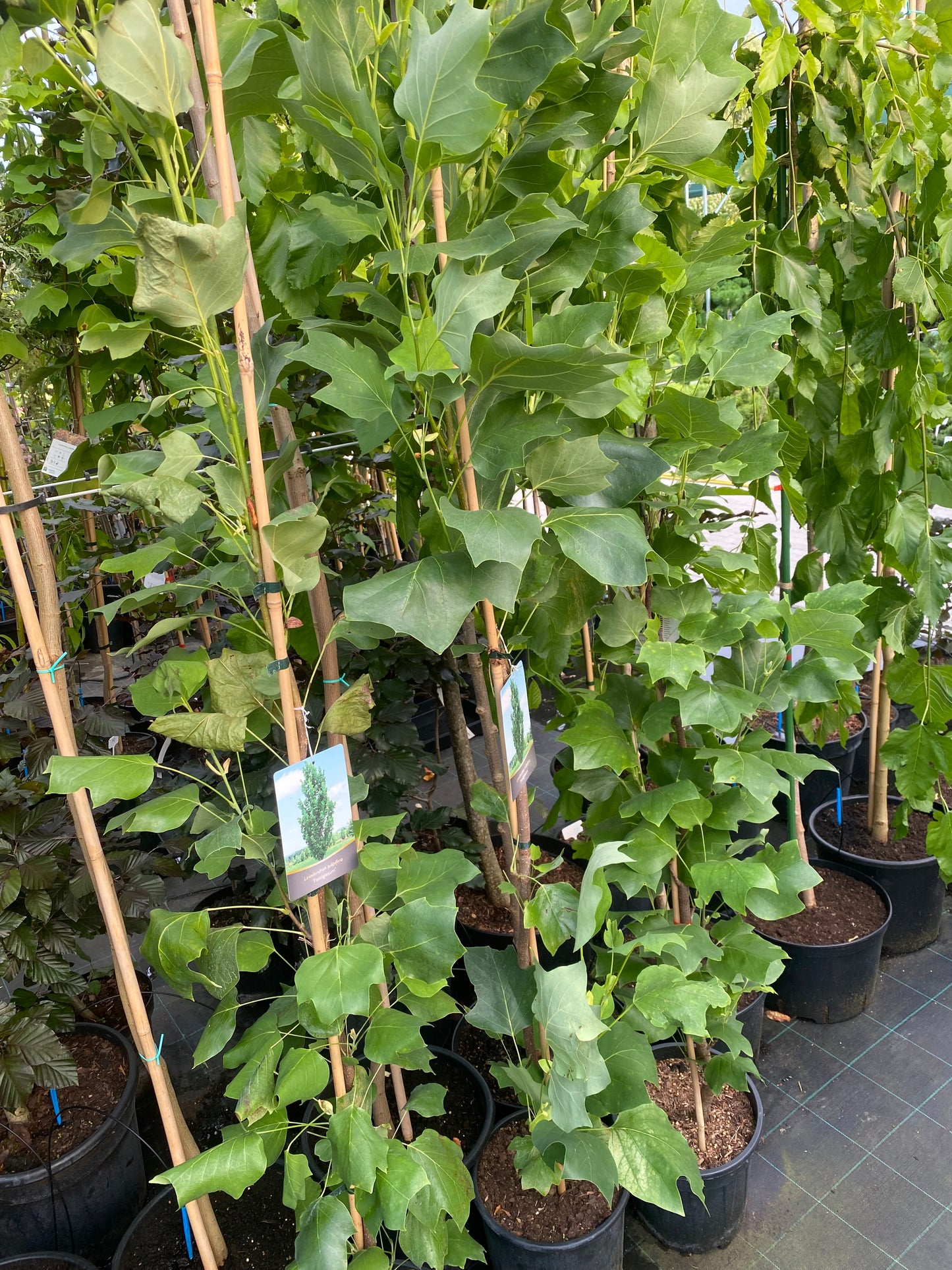 Tulpmedis gelsvažiedis (Liriodendron tulipifera) 'Fastigiatum'
