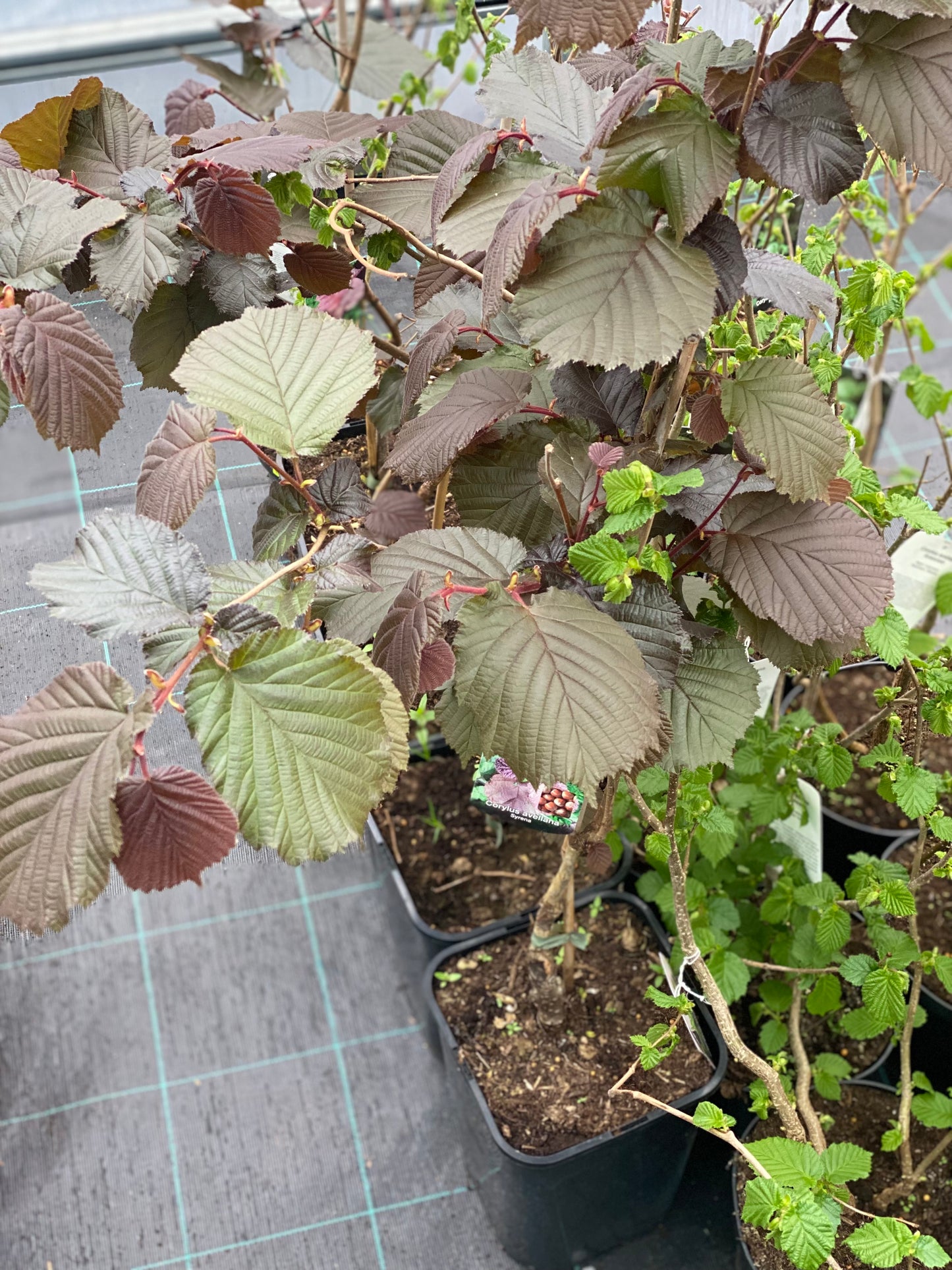 Lazdynas paprastasis (Corylus avellana) 'Syrena'