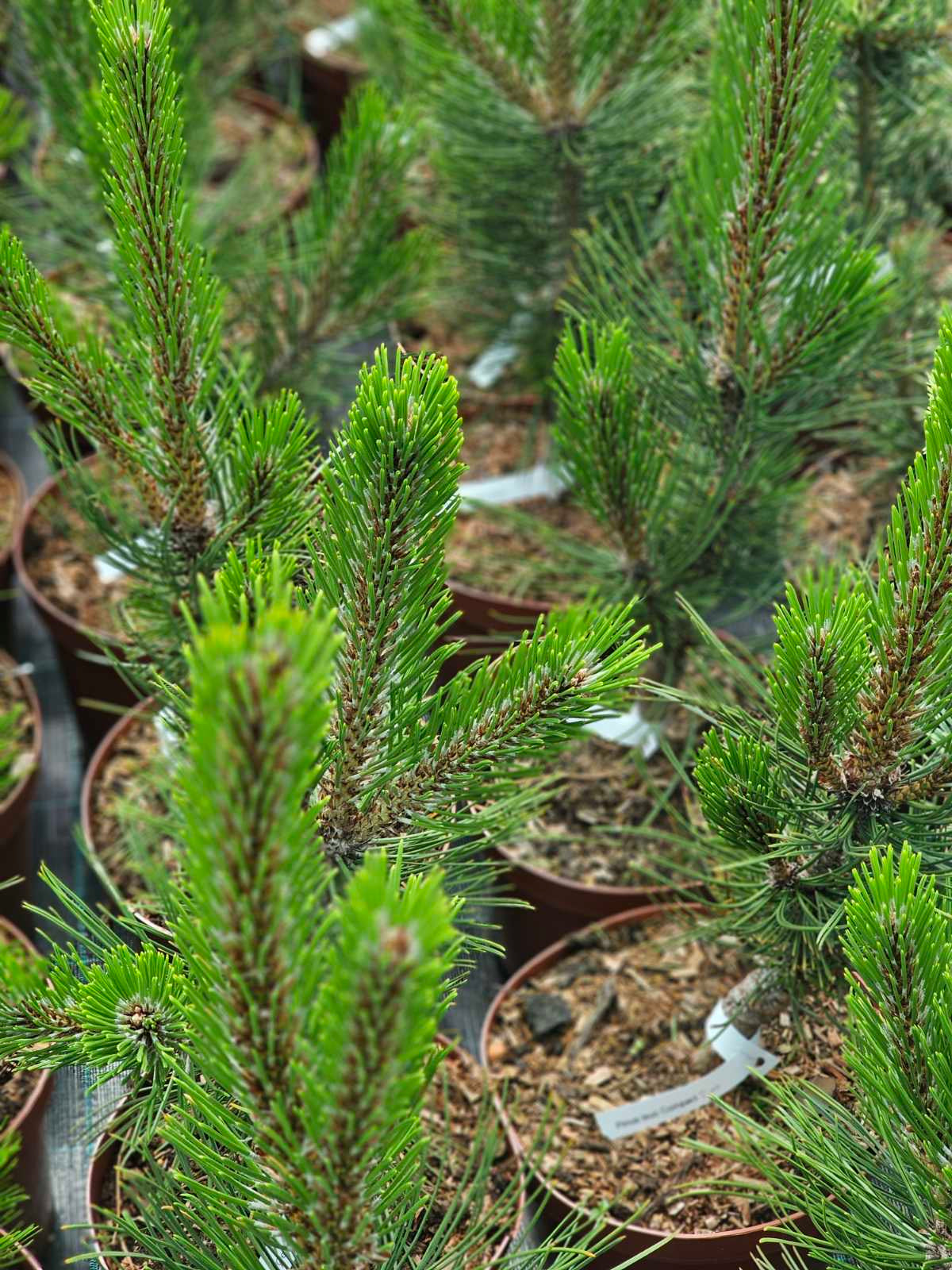 Pušis baltažievė (Pinus leucodermis) 'Compact Gem'