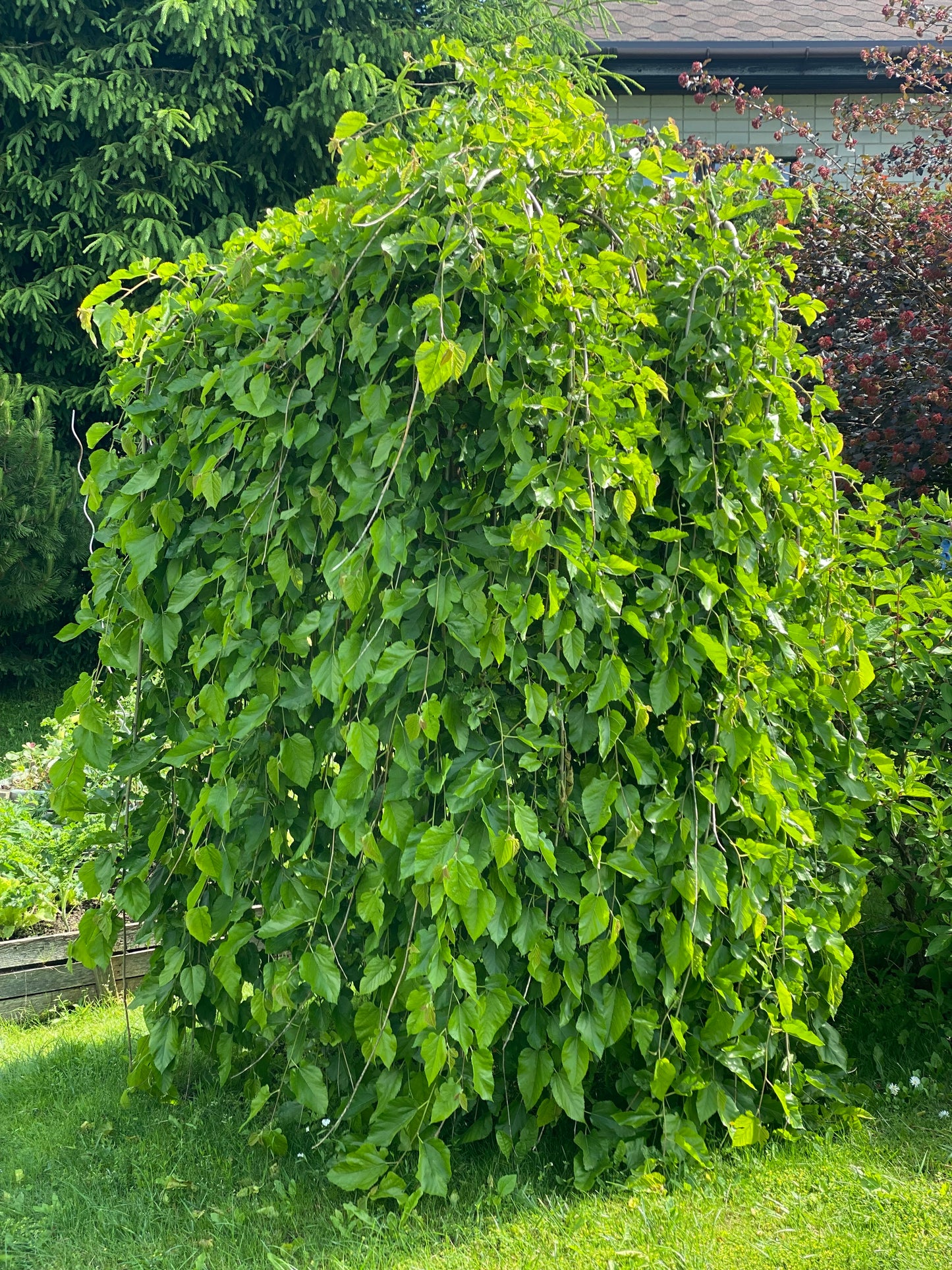 Šilkmedis baltasis (Morus alba) 'Pendula'
