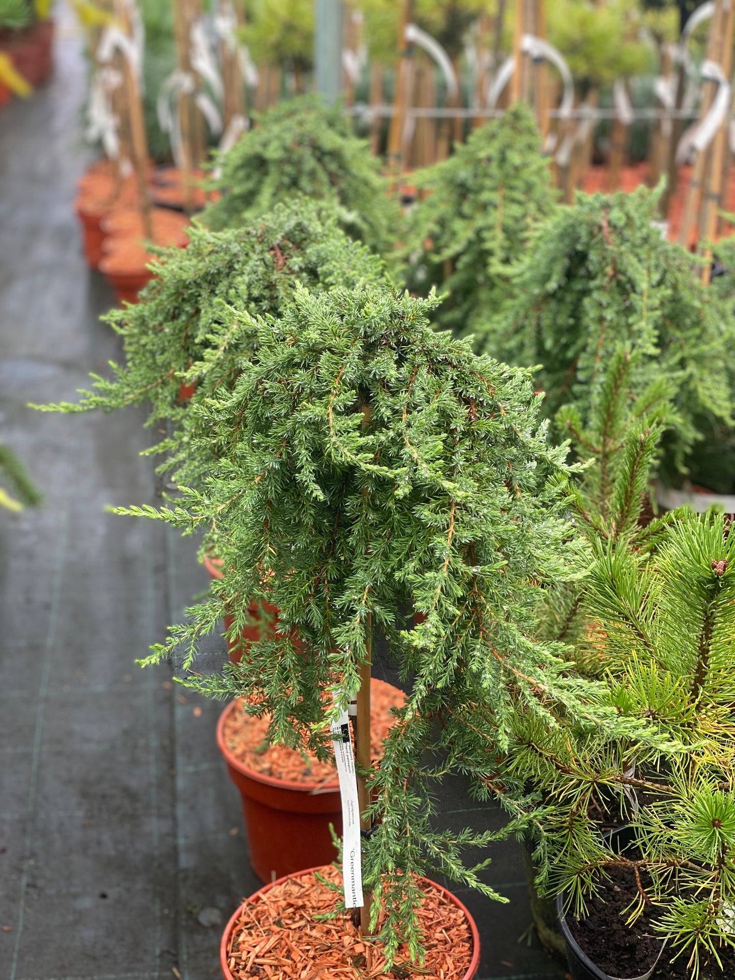 Kadagys paprastasis (Juniperus communis) 'Greenmantle' Pa