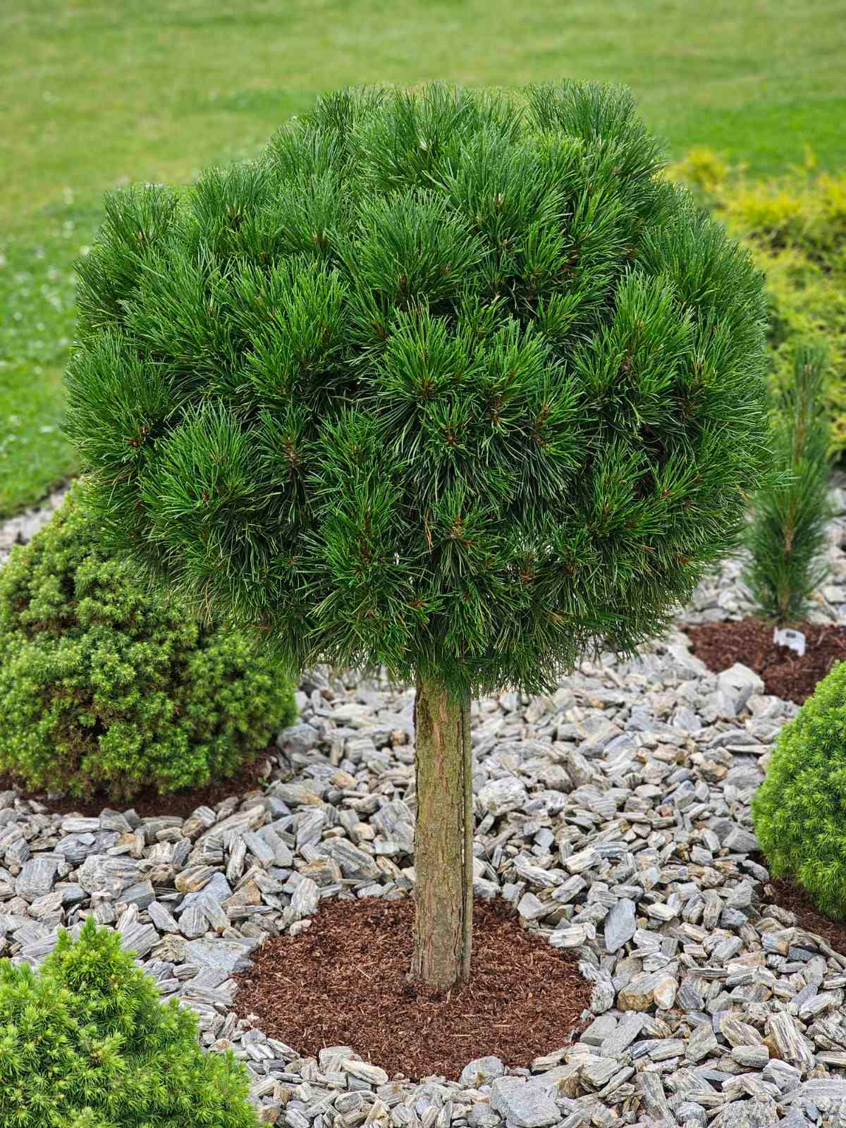 Pušis kalninė (Pinus mugo) 'Varella' Pa