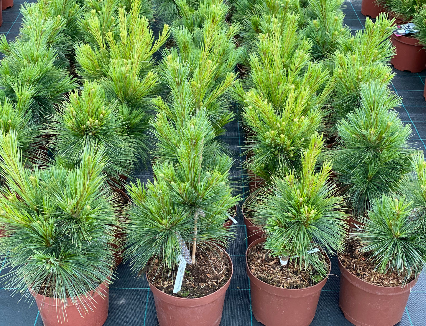 Pušis šverino (Pinus x schwerinii) 'Wiethorst'