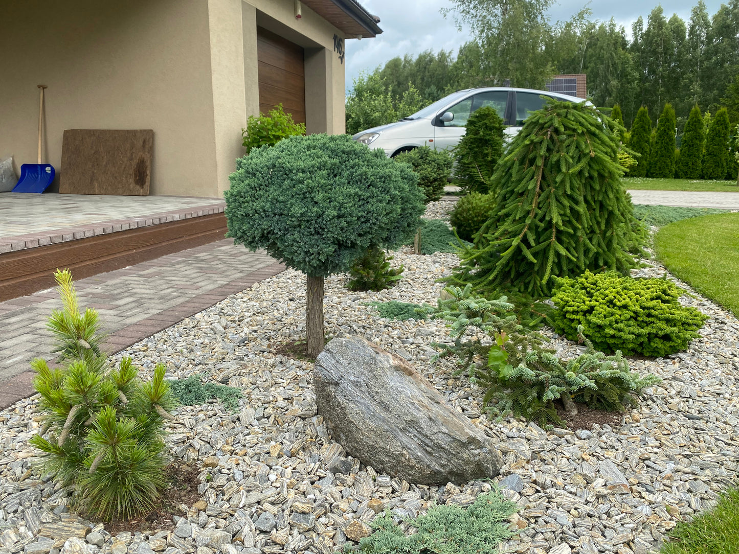 Kadagys žvynuotasis (Juniperus squamata) 'Blue Star' Pa