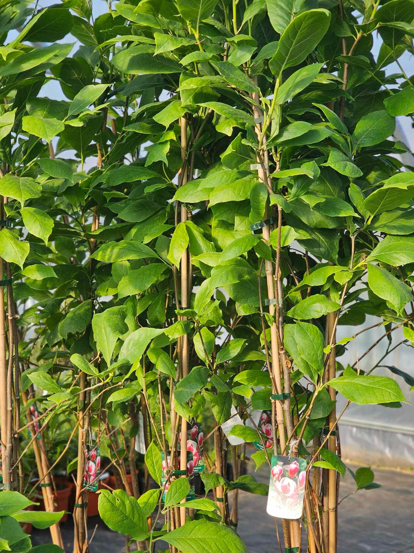 Magnolija sulanžo (Magnolia soulangeana) 'Rustica Rubra'
