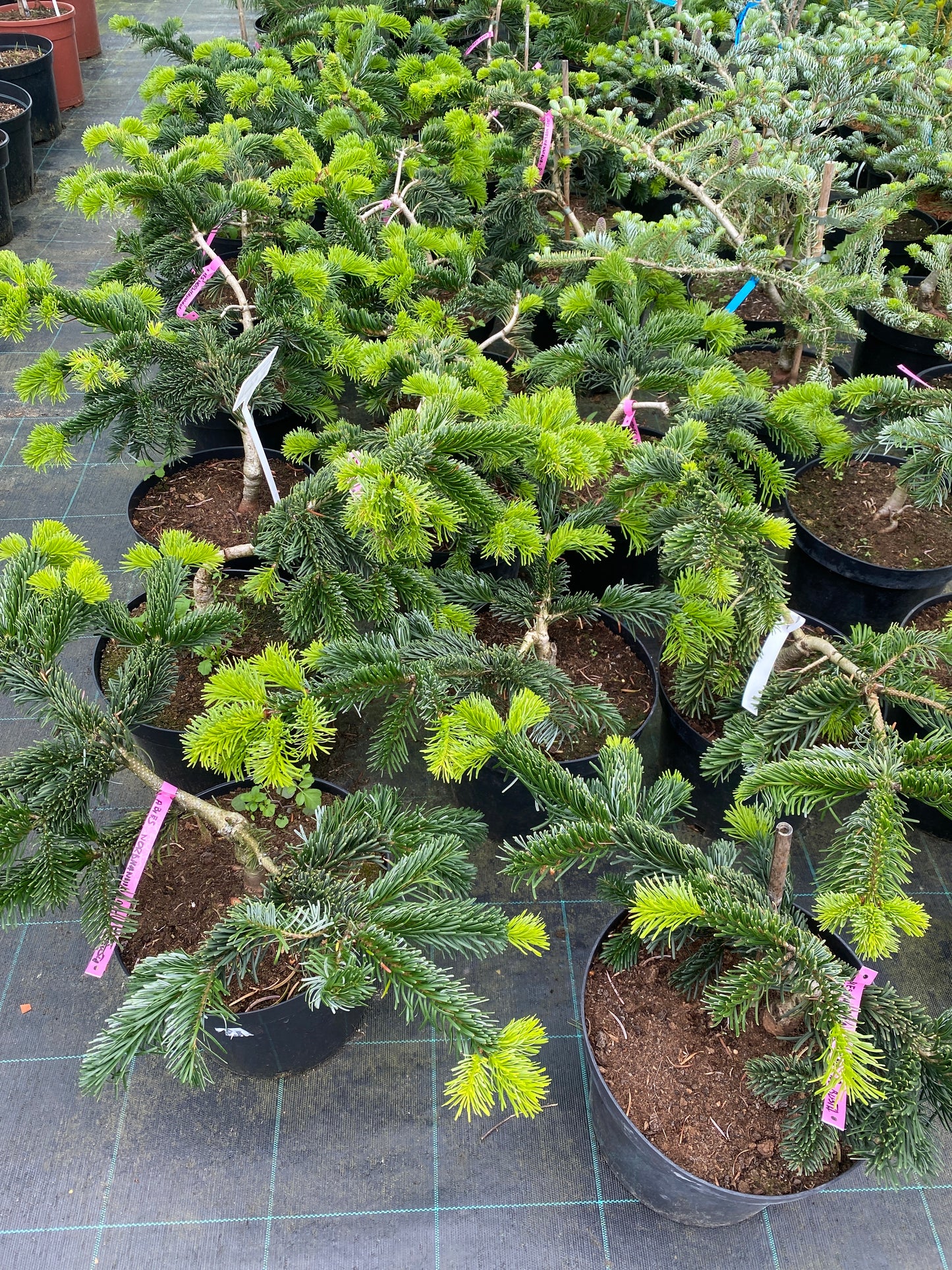 Kėnis kaukazinis (Abies nordmanniana) 'Robusta'