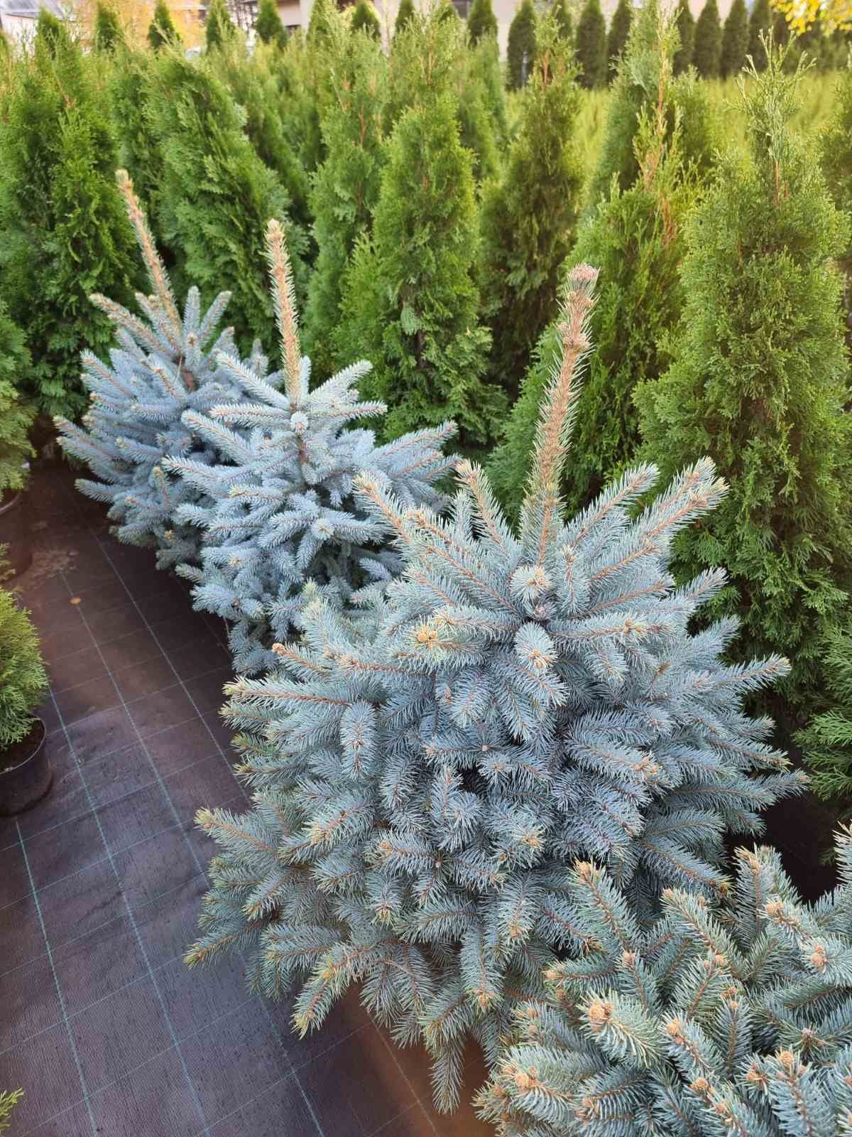 Eglė dygioji (Picea pungens) 'Super Blue'