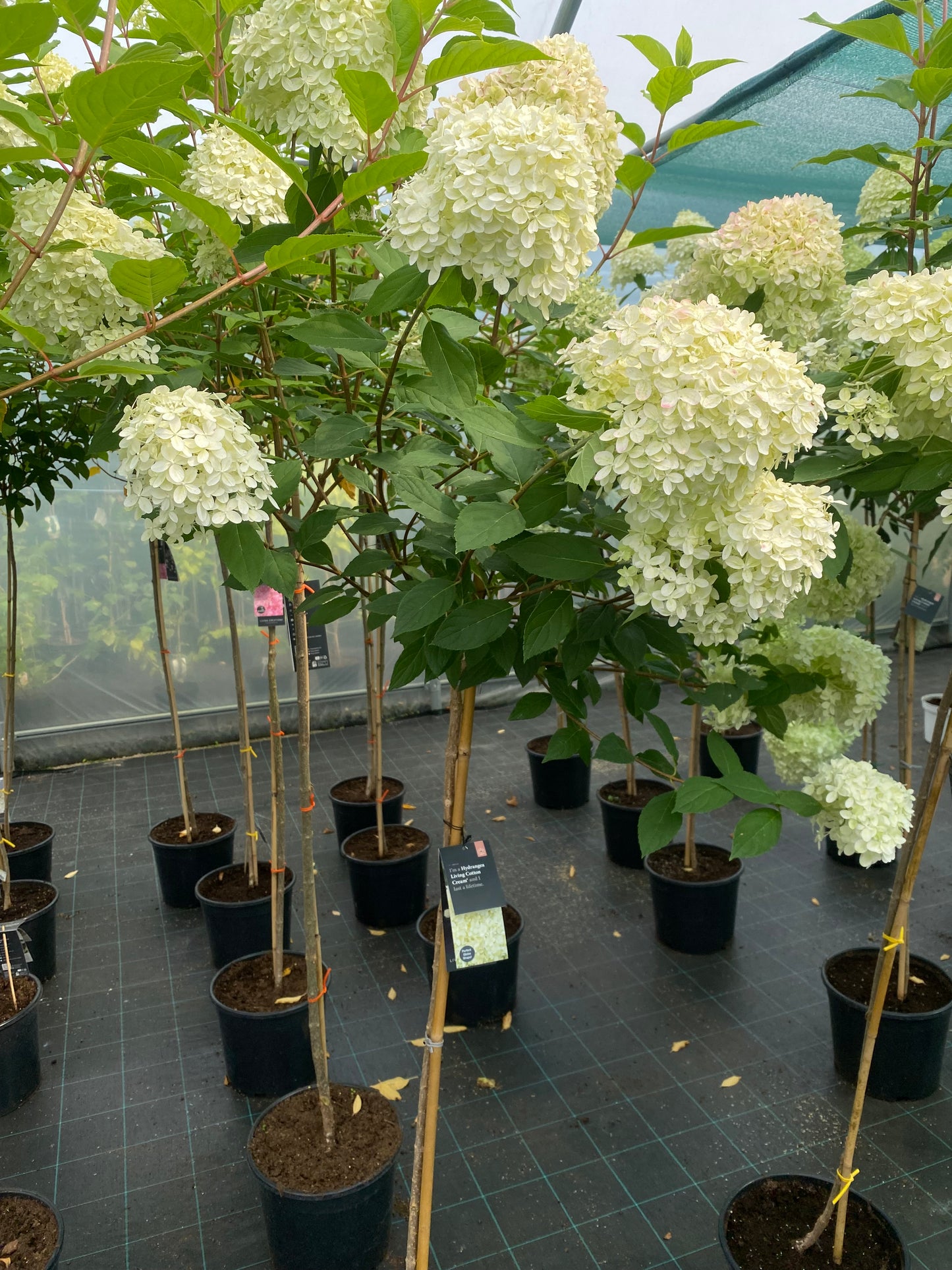 Stiebinė hortenzija šluotelinė (Hydrangea paniculata) Living 'Cotton Cream' Pa