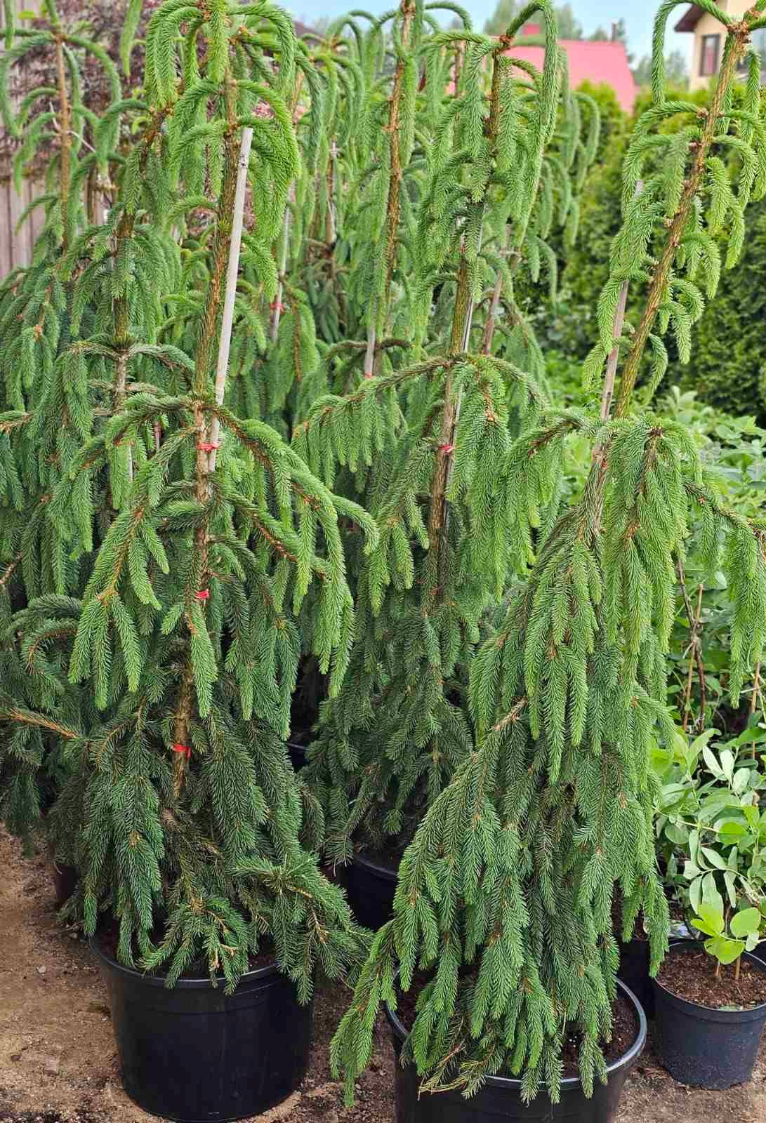 Eglė paprastoji (Picea abies) 'Frohburg’
