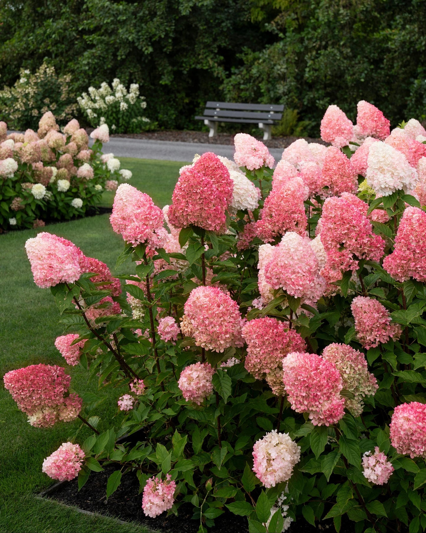 Hortenzija šluotelinė (Hydrangea paniculata) Living 'Pink & Rose'