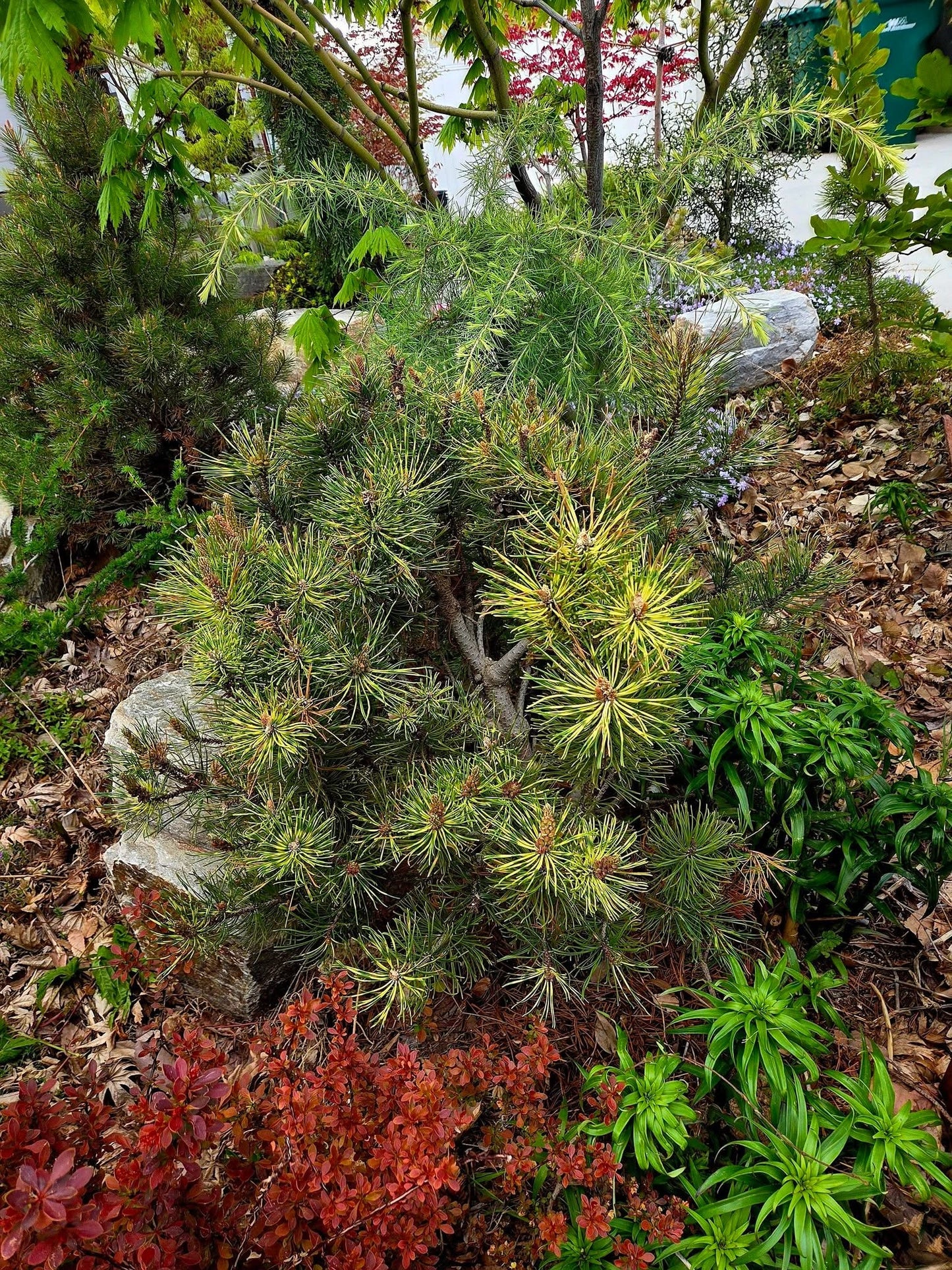 Pušis kalninė (Pinus mugo) 'Sunshine'