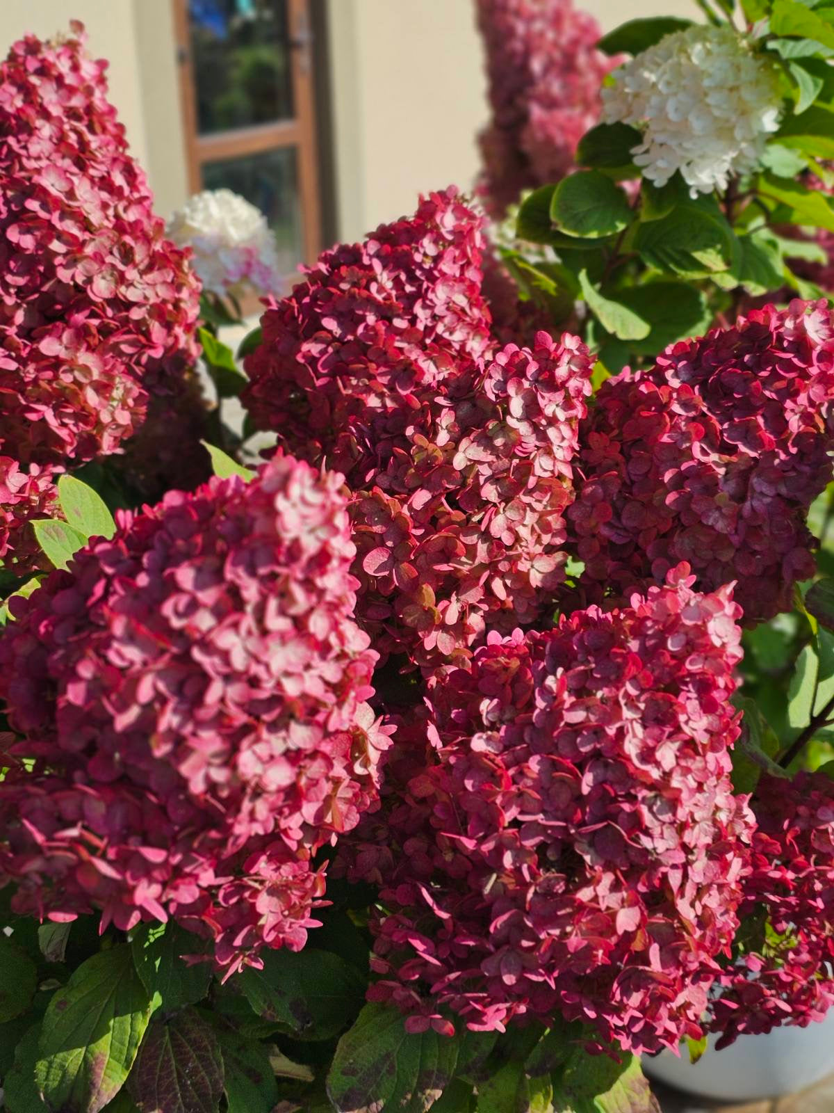 Hortenzija šluotelinė (Hydrangea paniculata) Living 'Colourful Cocktail'