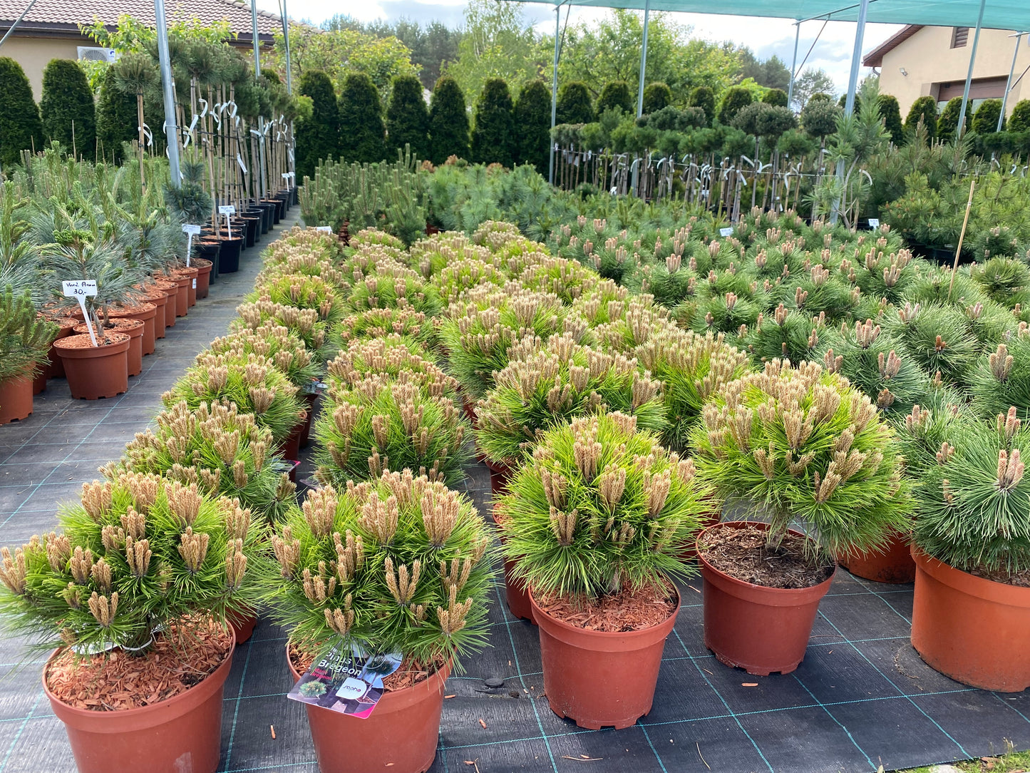 Pušis juodoji (Pinus nigra) 'Marie Bregeon’