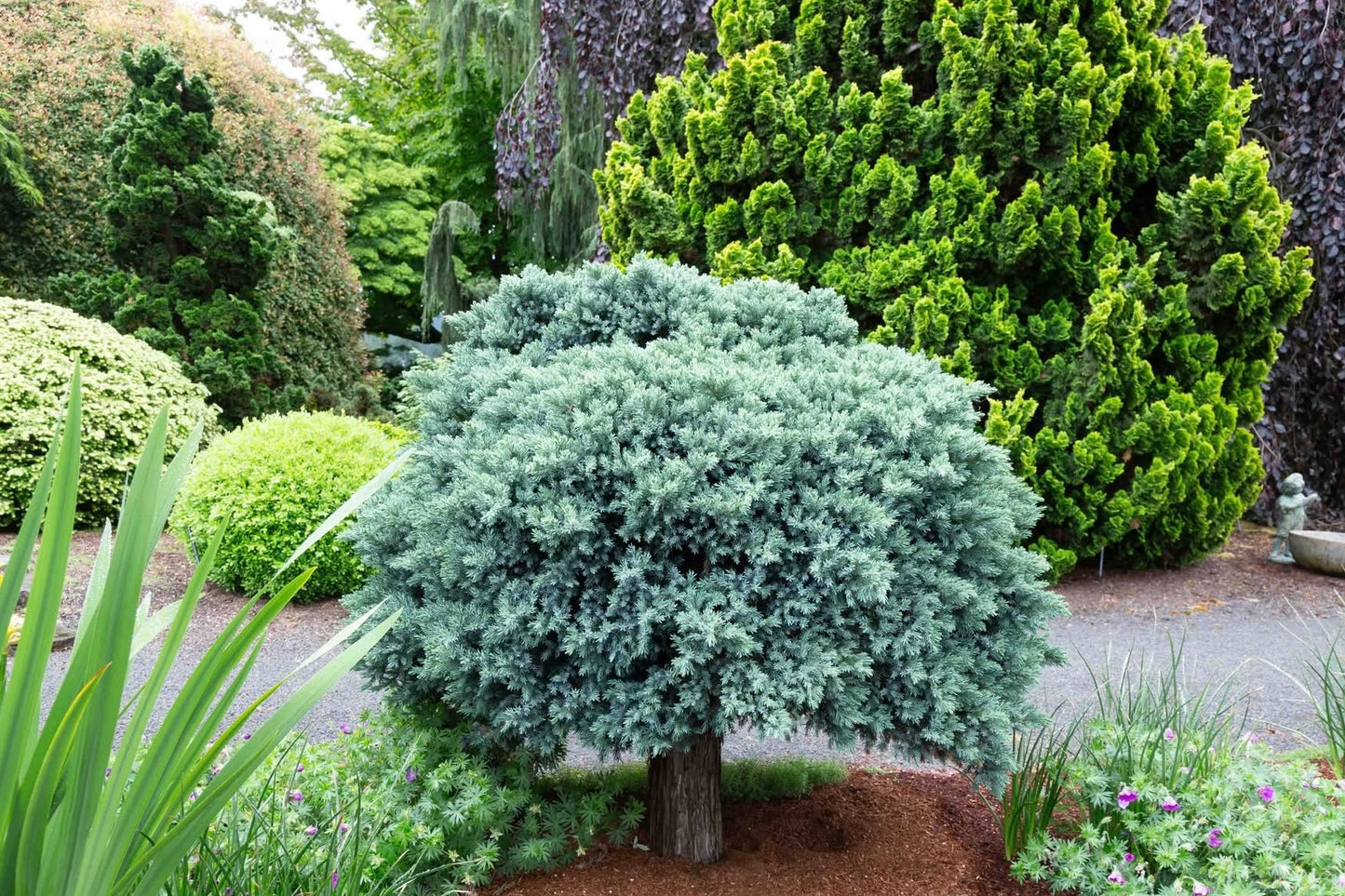 Kadagys žvynuotasis (Juniperus squamata) 'Blue Star' Pa
