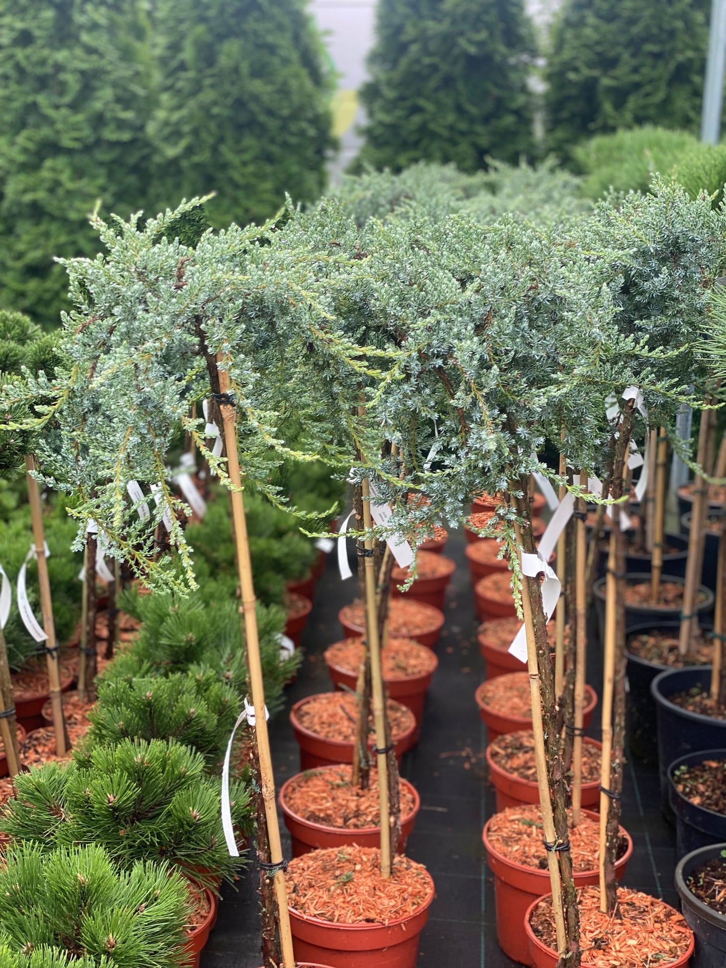 Kadagys paprastasis (Juniperus communis) 'Sibirica' Pa