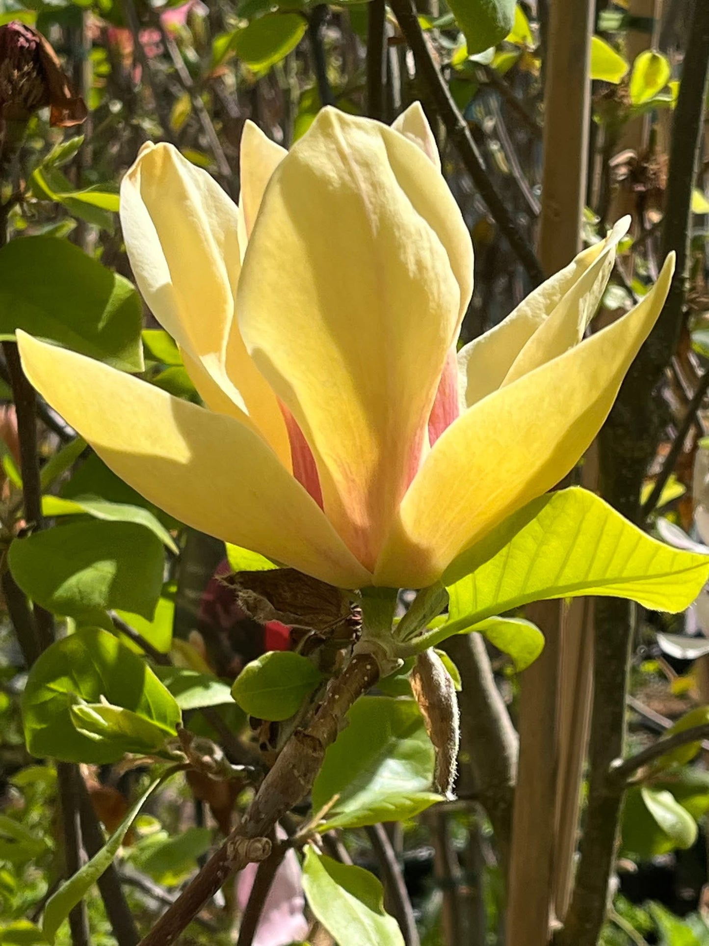 Magnolija (Magnolia) 'Sunsation'