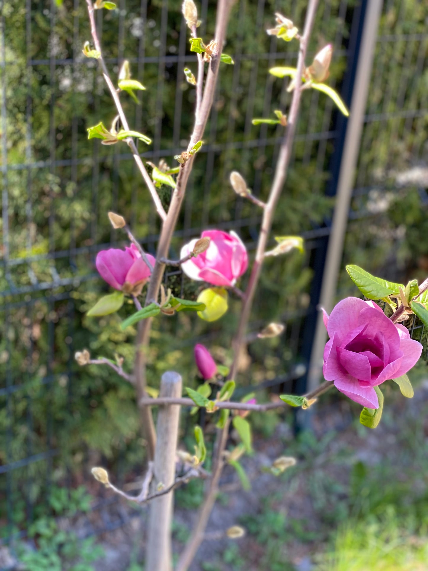Magnolija sulanžo (Magnolia soulangeana) 'Black Tulip'