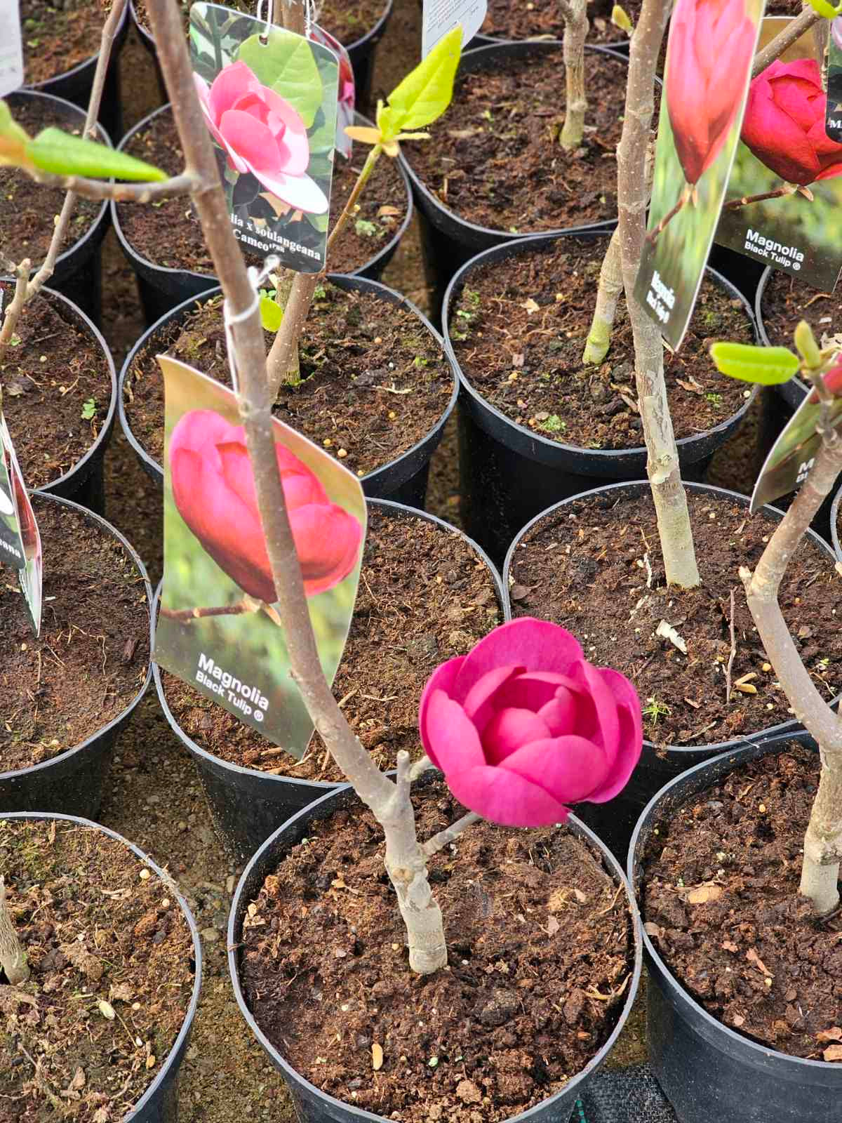 Magnolija sulanžo (Magnolia soulangeana) 'Black Tulip'