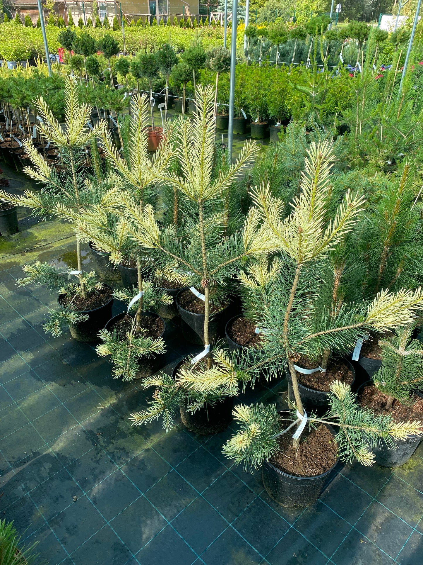 Pušis paprastoji (Pinus sylvestris) 'Argentea'