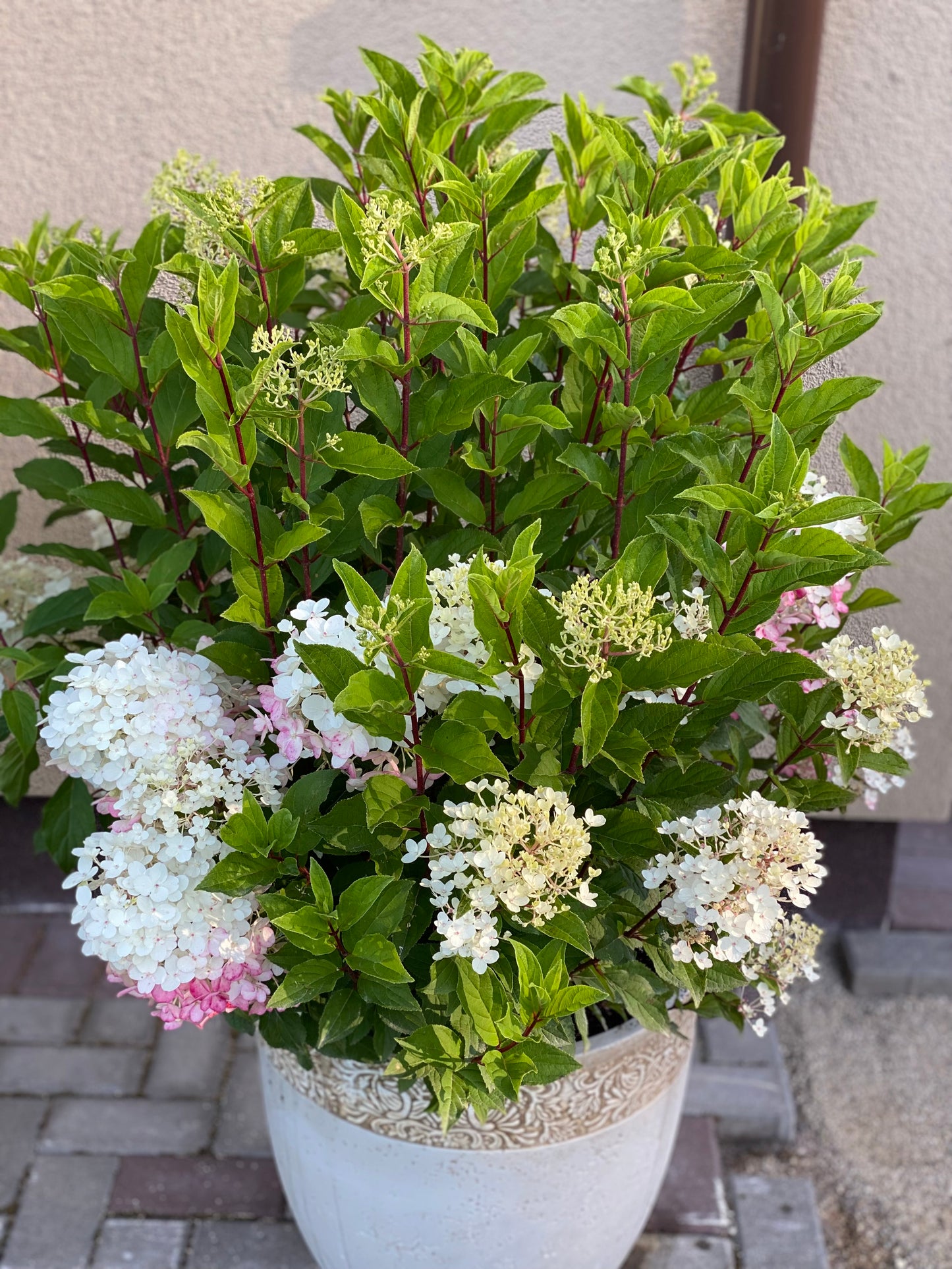 Hortenzija šluotelinė (Hydrangea paniculata) Living 'Little Rosy'