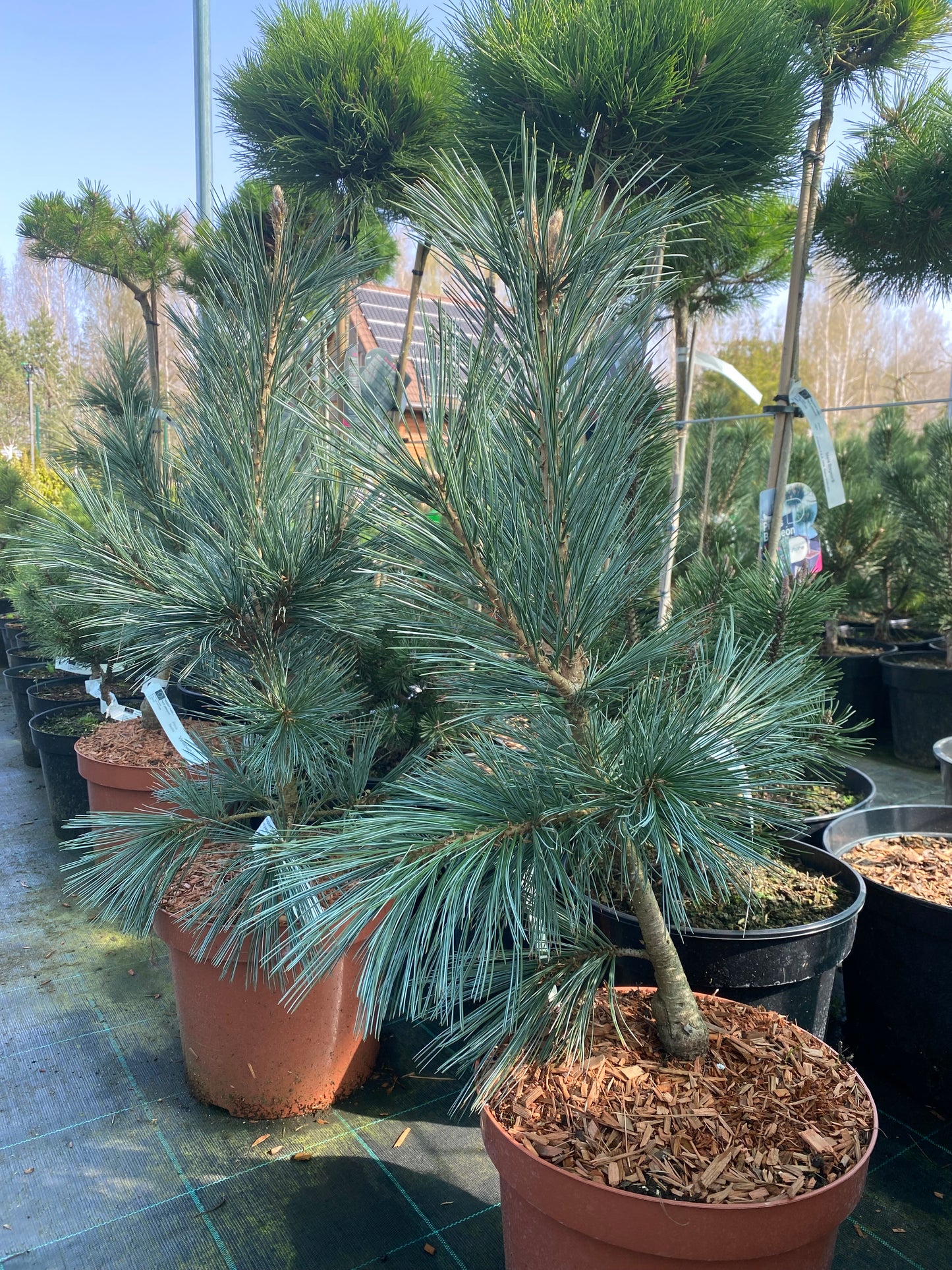 Pušis lanksčioji (Pinus flexilis) 'Vanderwolf's Pyramid'