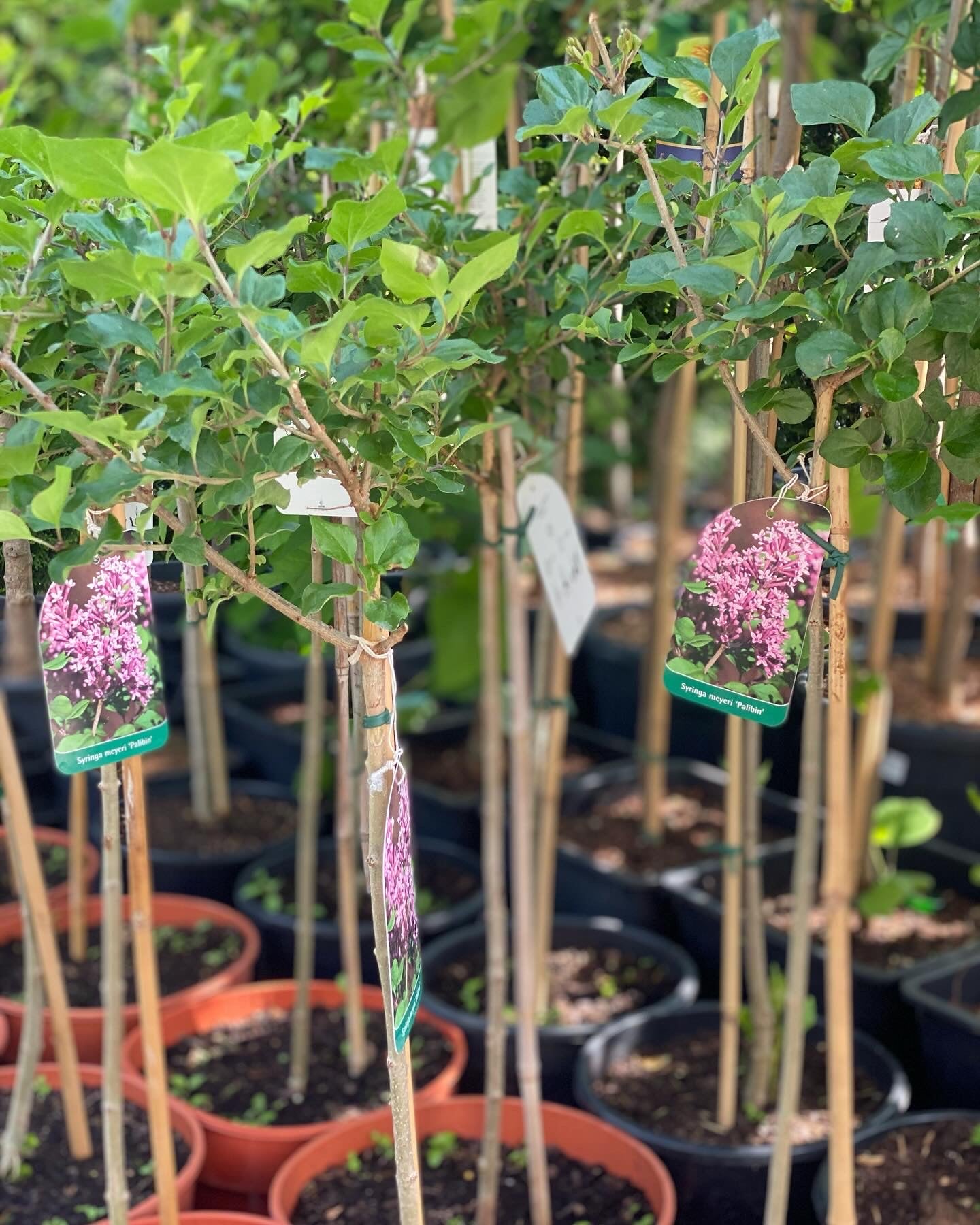 Alyva mejerio (Syringa meyeri) 'Palibin' Pa