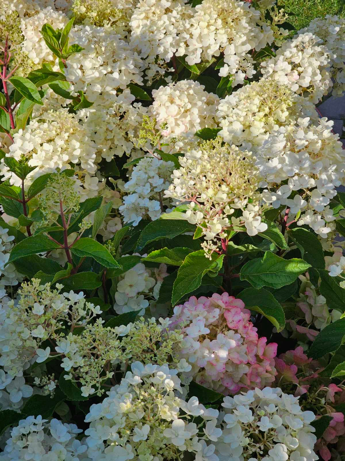 Hortenzija šluotelinė (Hydrangea paniculata) Living 'Little Rosy'