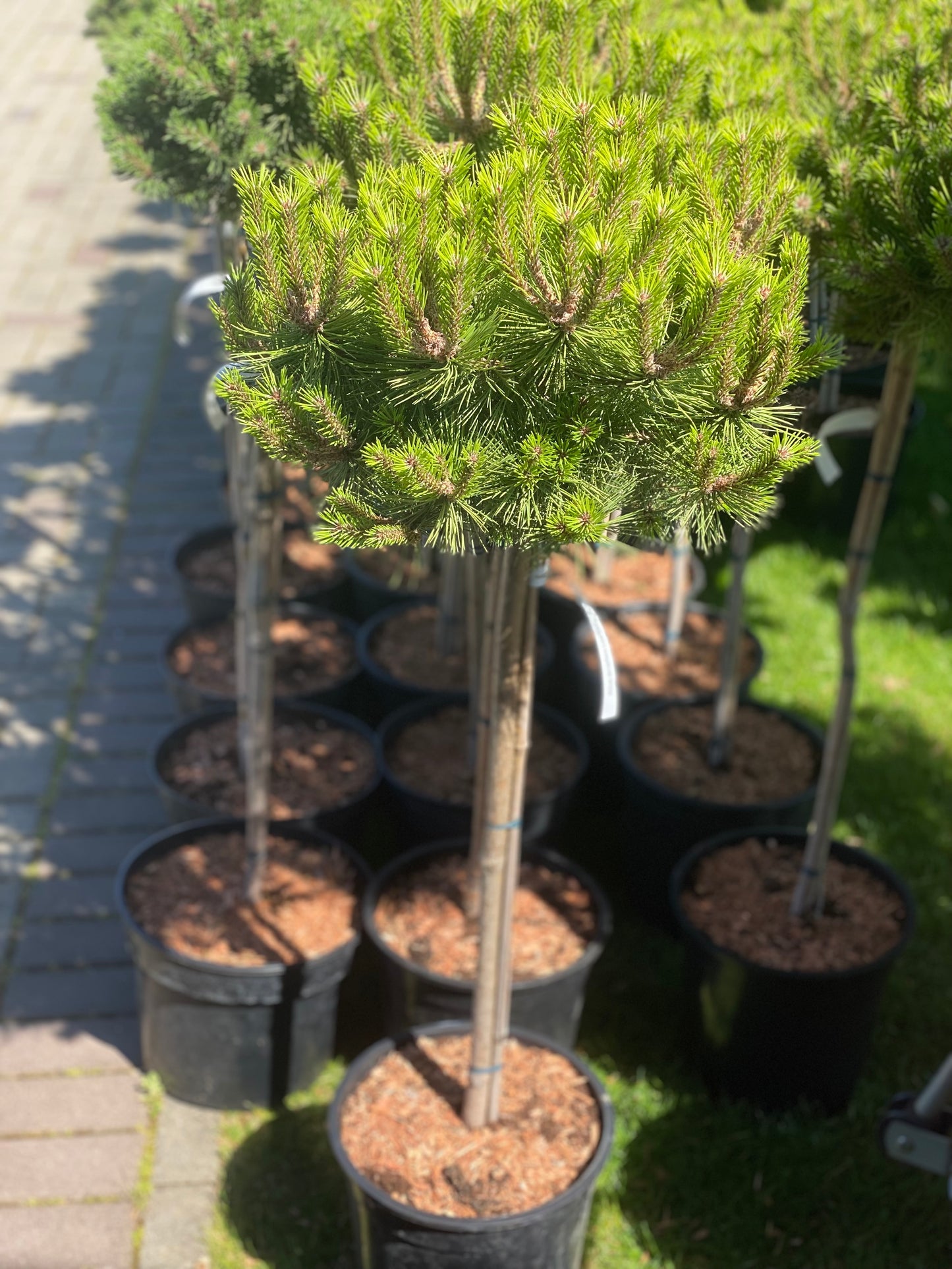 Pušis gausiažiedė (Pinus densiflora) 'Low Glow' Pa