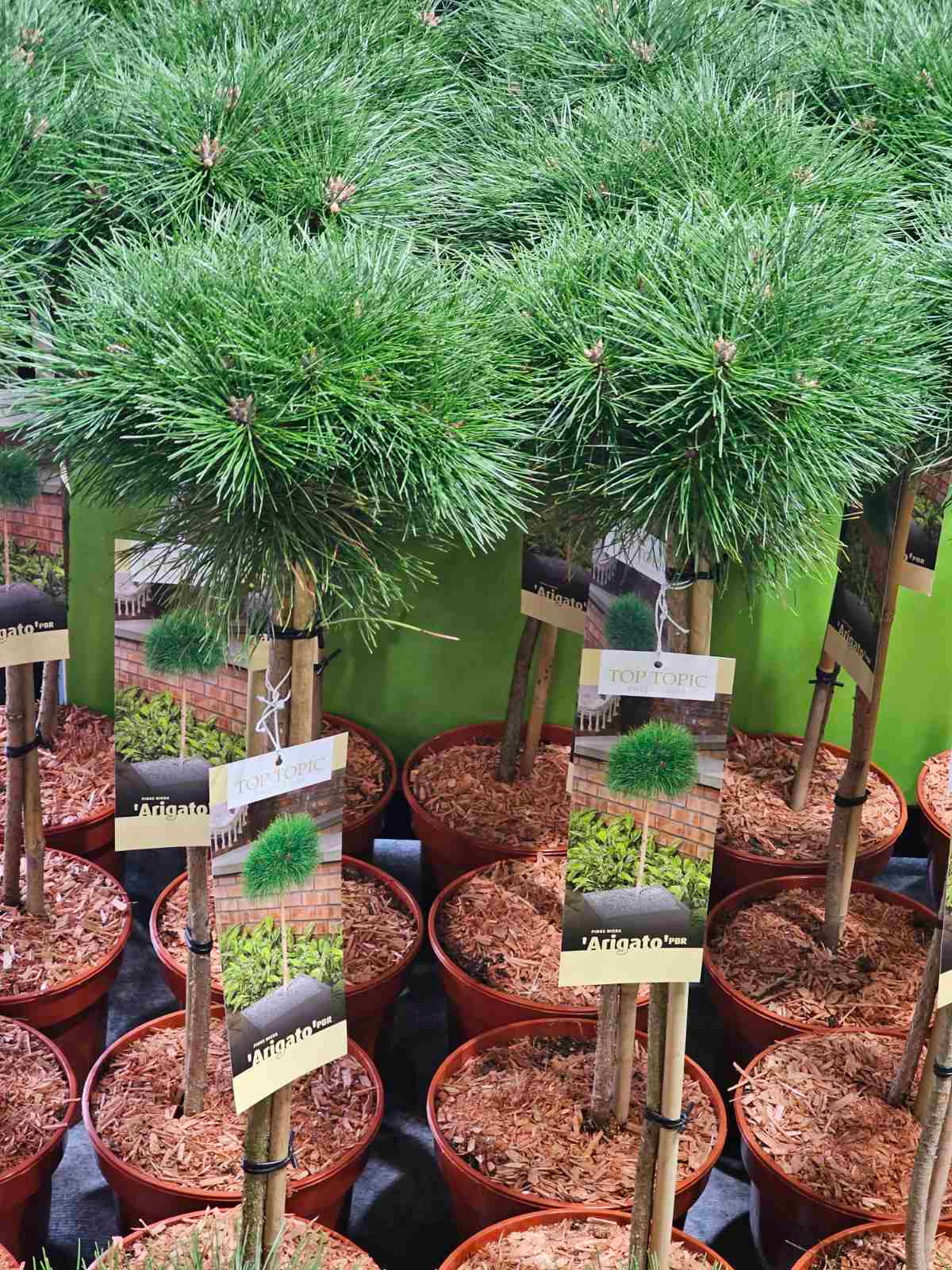 Pušis juodoji (Pinus nigra) 'Arigato' Pa