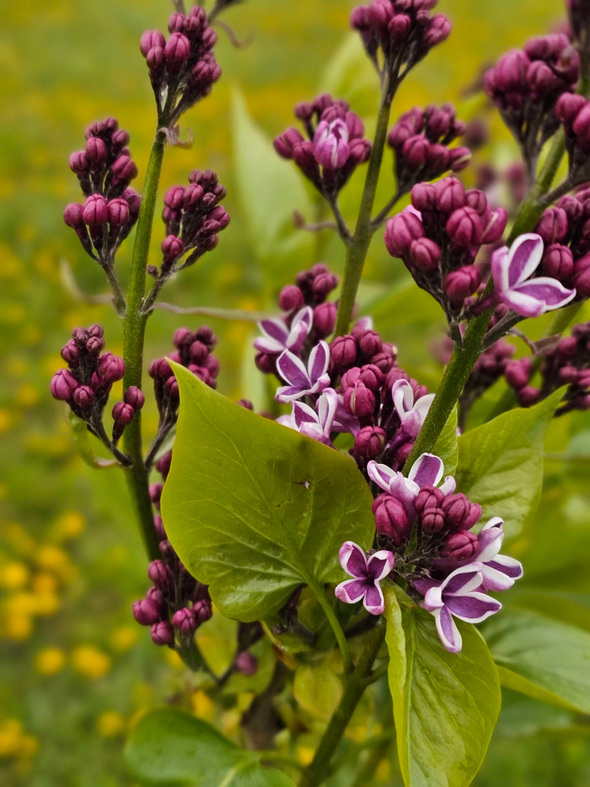Alyva paprastoji (Syringa vulgaris) 'Sensation'