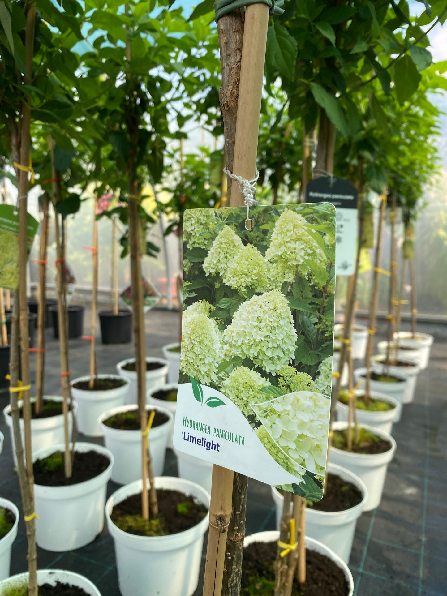 Stiebinė šluotelinė hortenzija (Hydrangea paniculata) 'Limelight' Pa