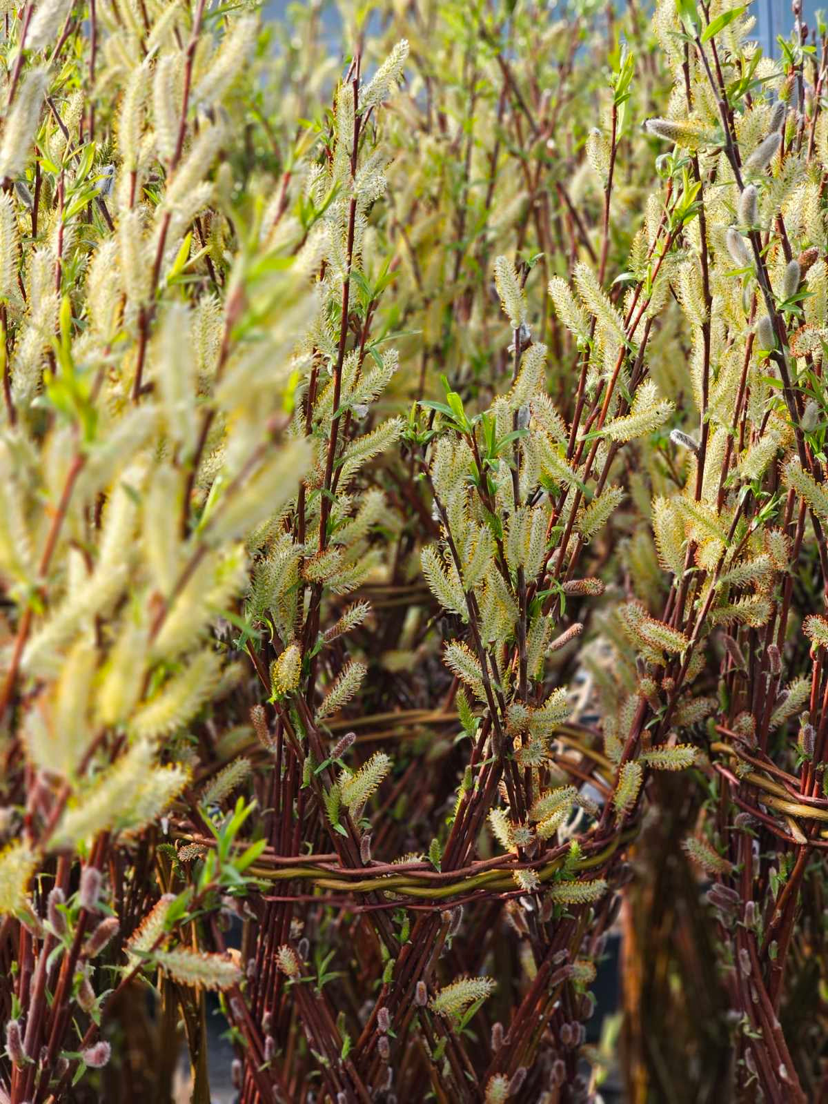 Gluosnis pintas (Salix americana)