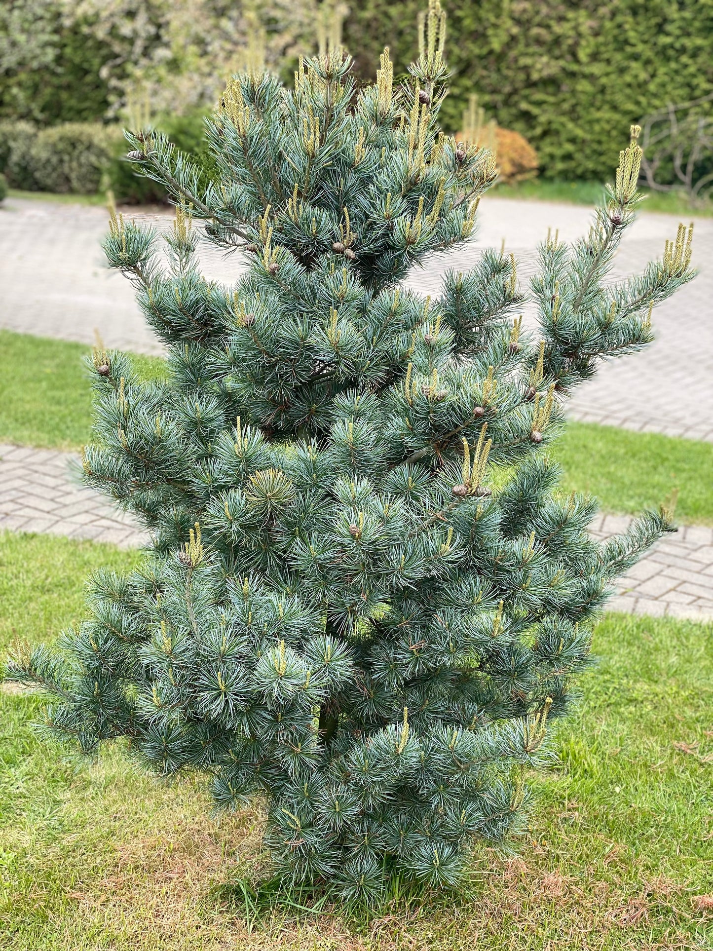 Pušis smulkiažiedė (Pinus parviflora) 'Negishi'