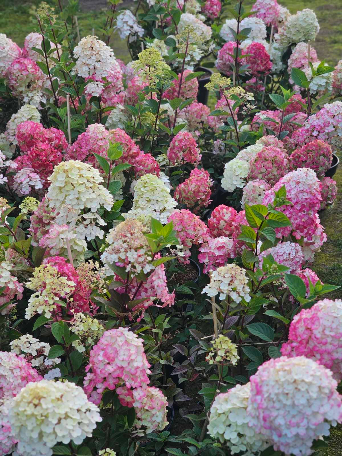 Hortenzija šluotelinė (Hydrangea paniculata) Framboisine 'Rensam' (SAMARSKAYA LIDIJA)