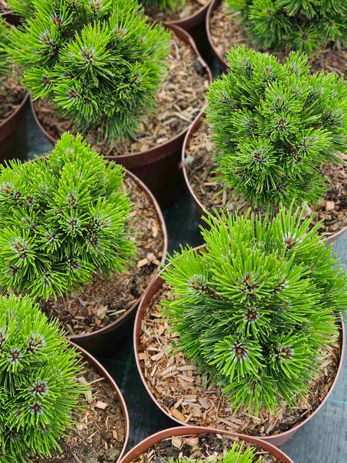 Pušis baltažievė (Pinus leucodermis) 'Schmidtii'