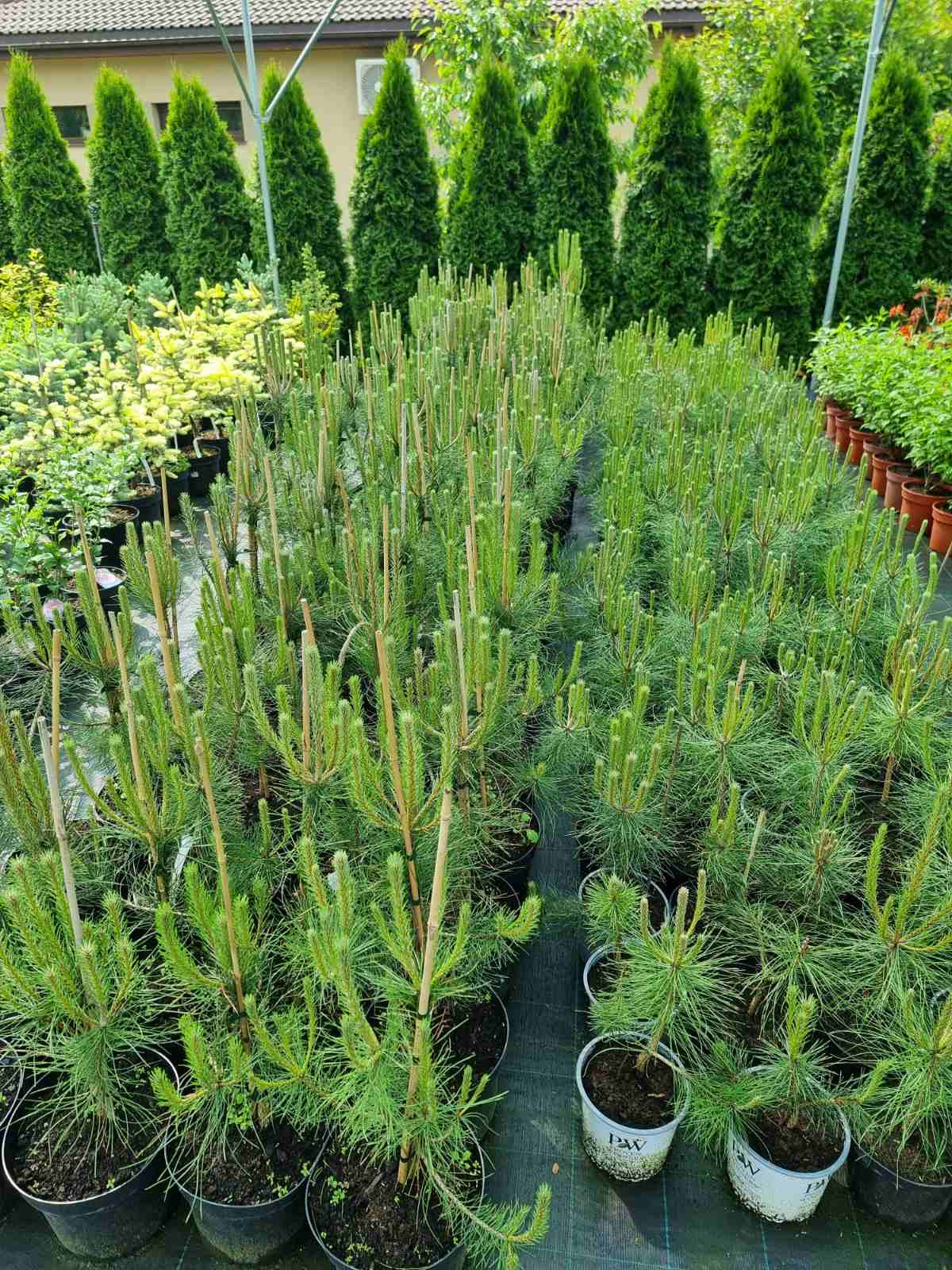 Pušis juodoji (Pinus nigra) 'Nigra'