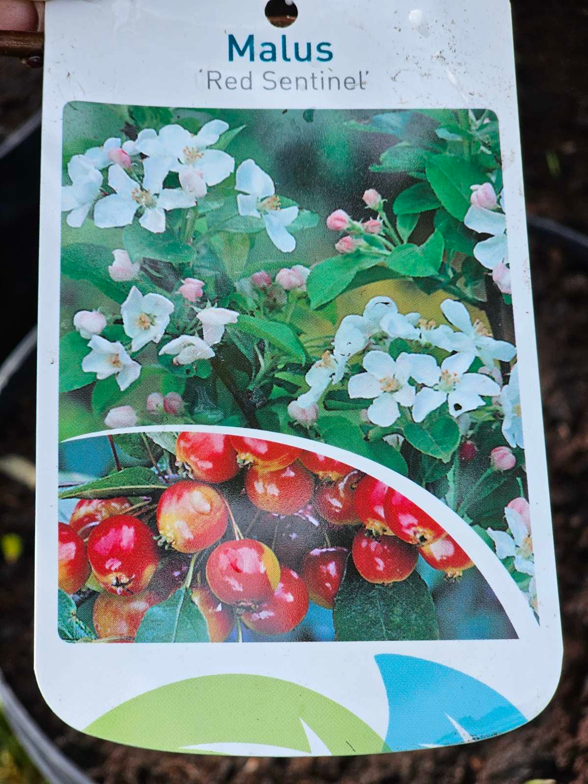 Obelis rojaus (Malus) 'Red Sentinel'