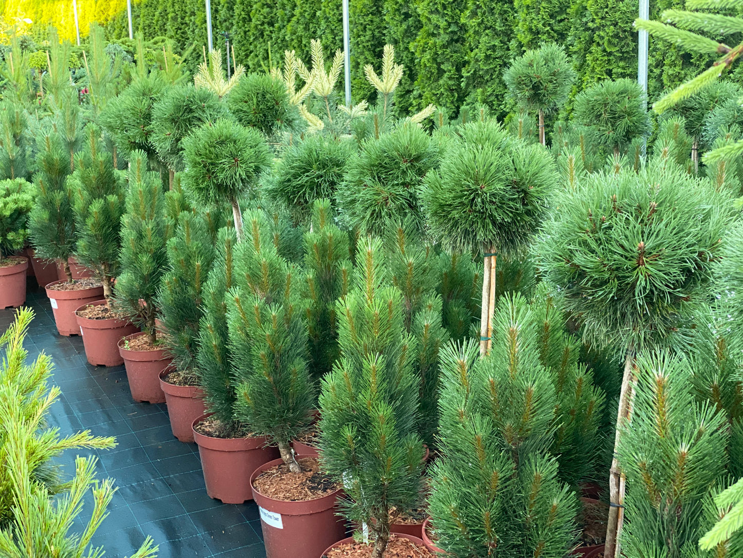 Pušis kalninė (Pinus mugo) 'Varella' Pa