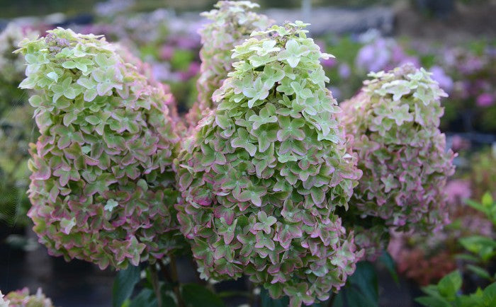 Hortenzija šluotelinė (Hydrangea paniculata) 'Metallica'