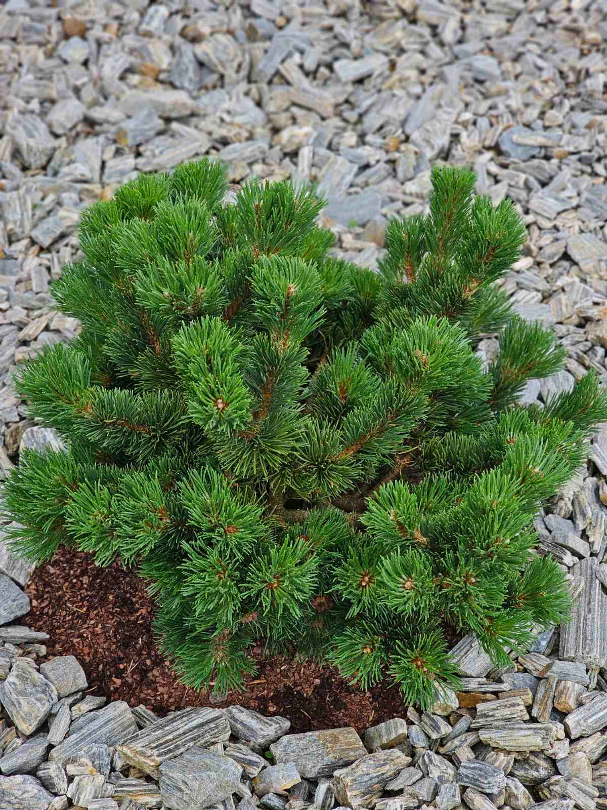 Pušis kalninė (Pinus mugo) 'Jacobsen'