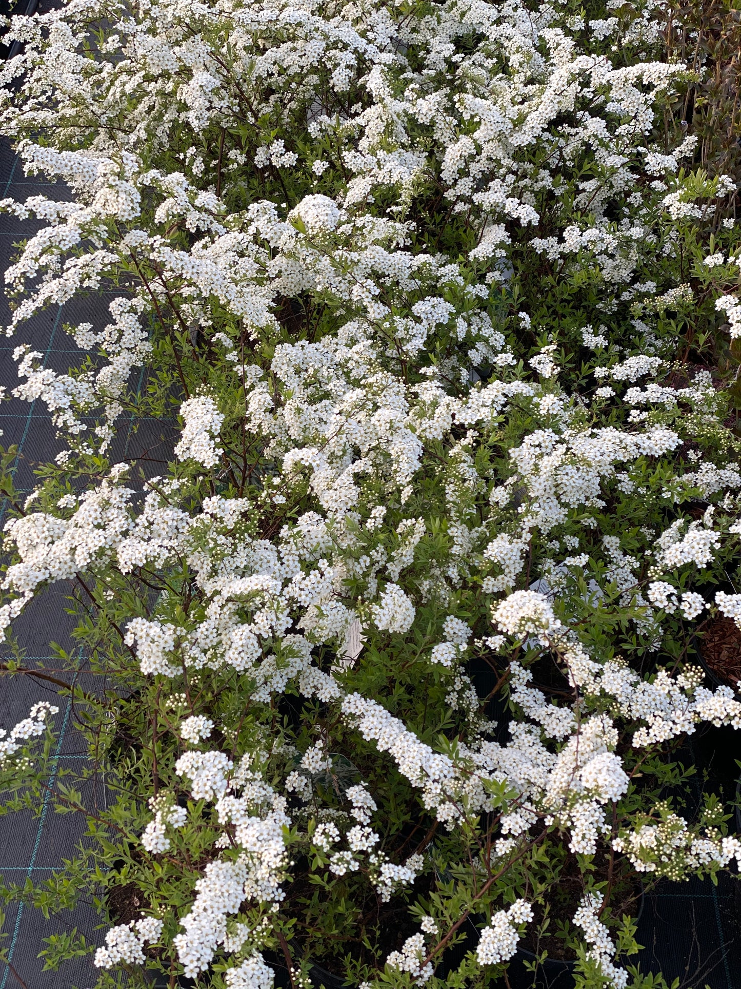 Lanksva pilkoji (Spiraea cinerea) 'Grefsheim'