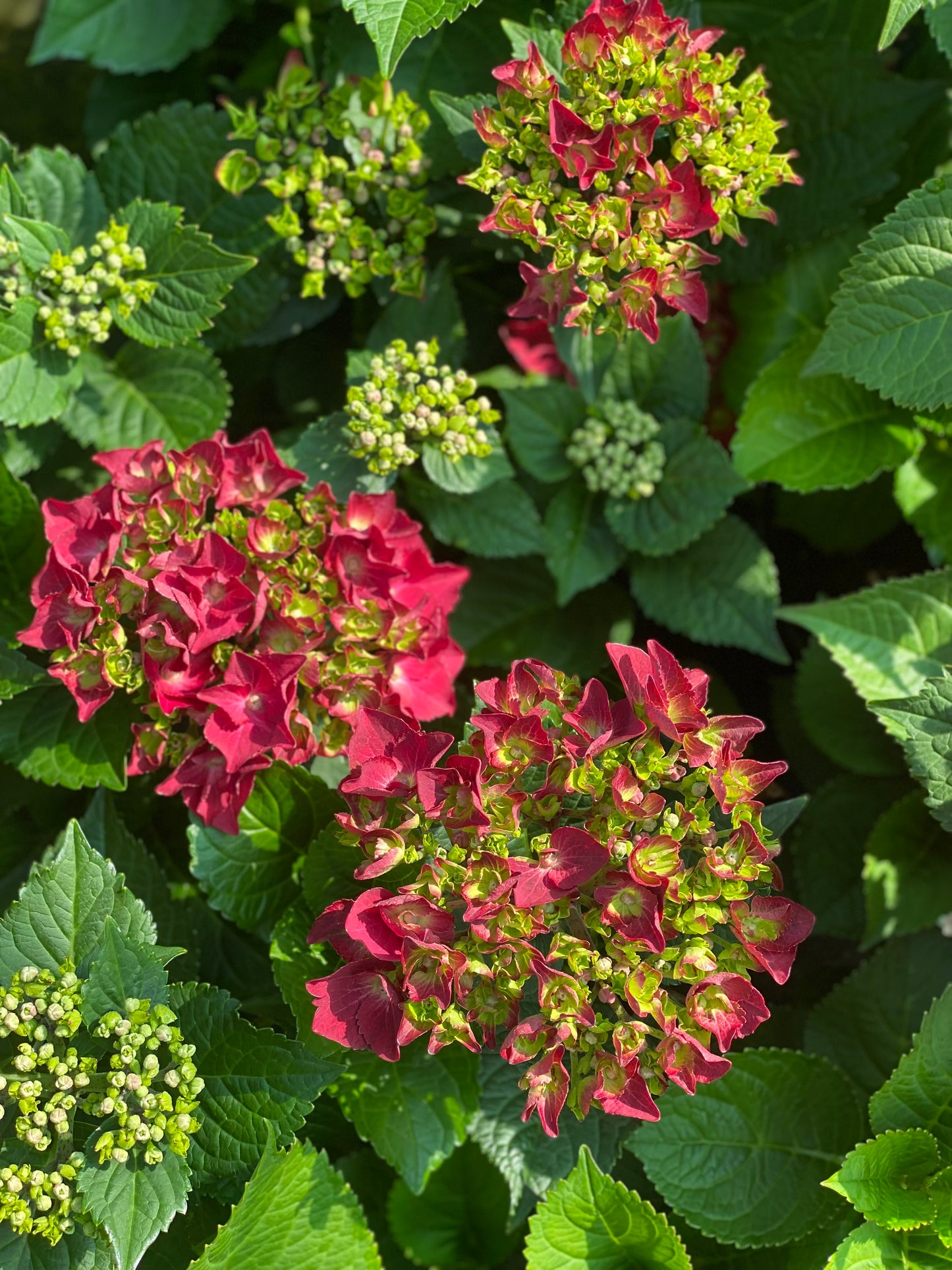 Hortenzija didžialapė (Hydrangea macrophylla) 'Speedy Red'