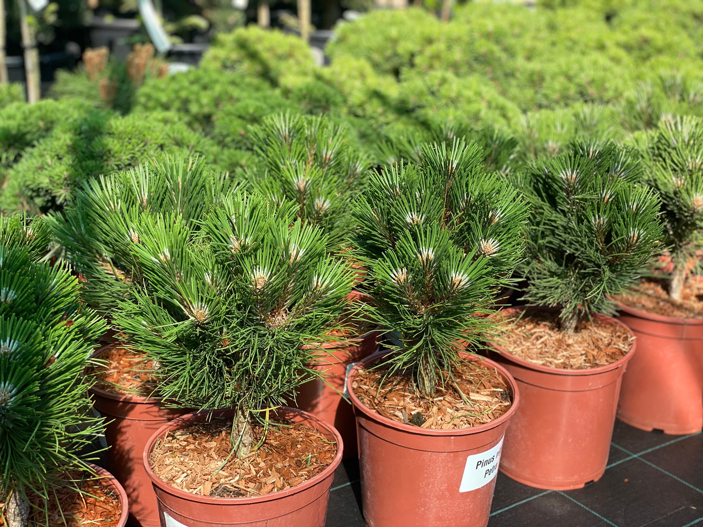 Pušis juodoji (Pinus nigra) 'Petra'